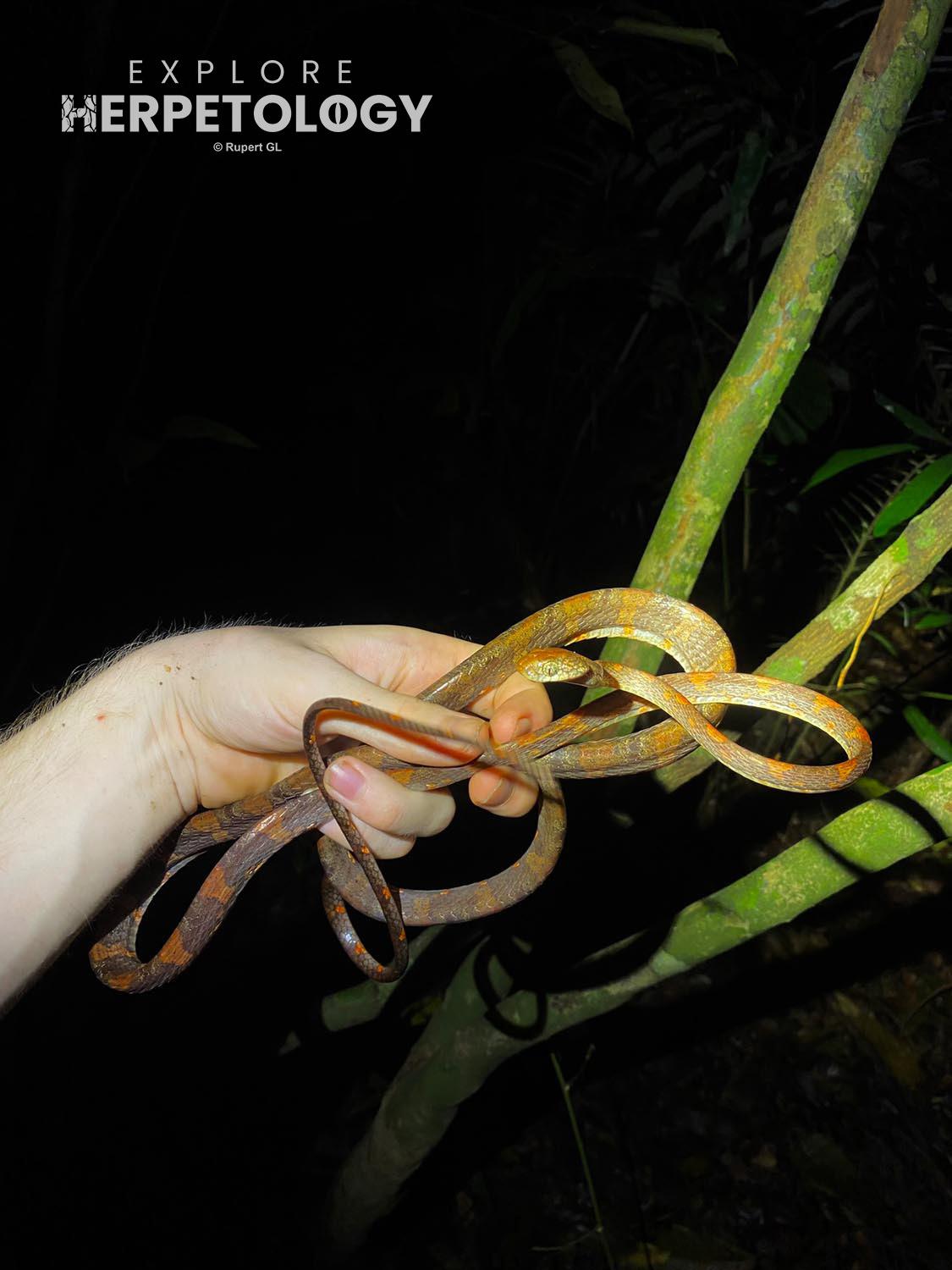 White-spotted cat snake (Boiga drapiezii)