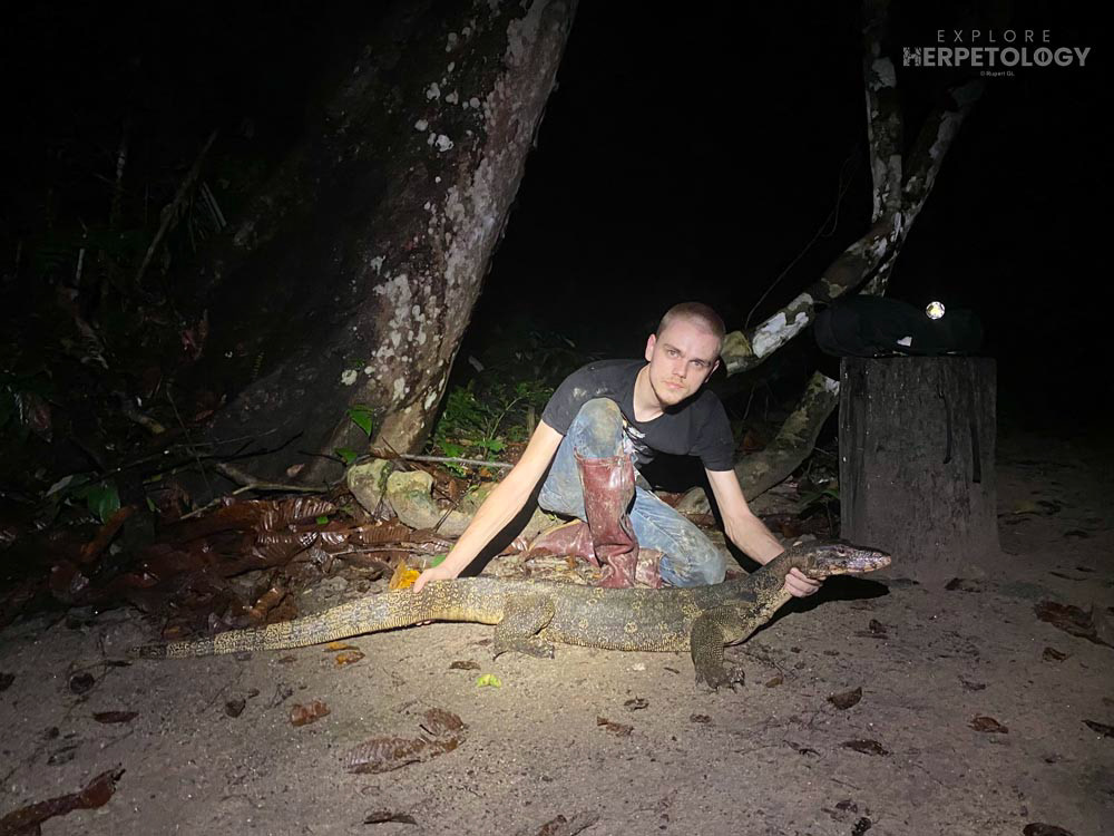 Water monitor (Varanus salvator)
