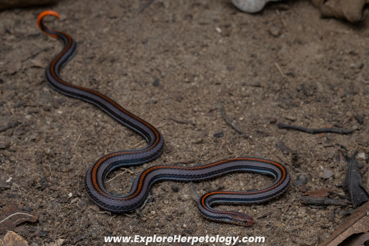 Malayan banded coral snake (Calliophis intestinalis).