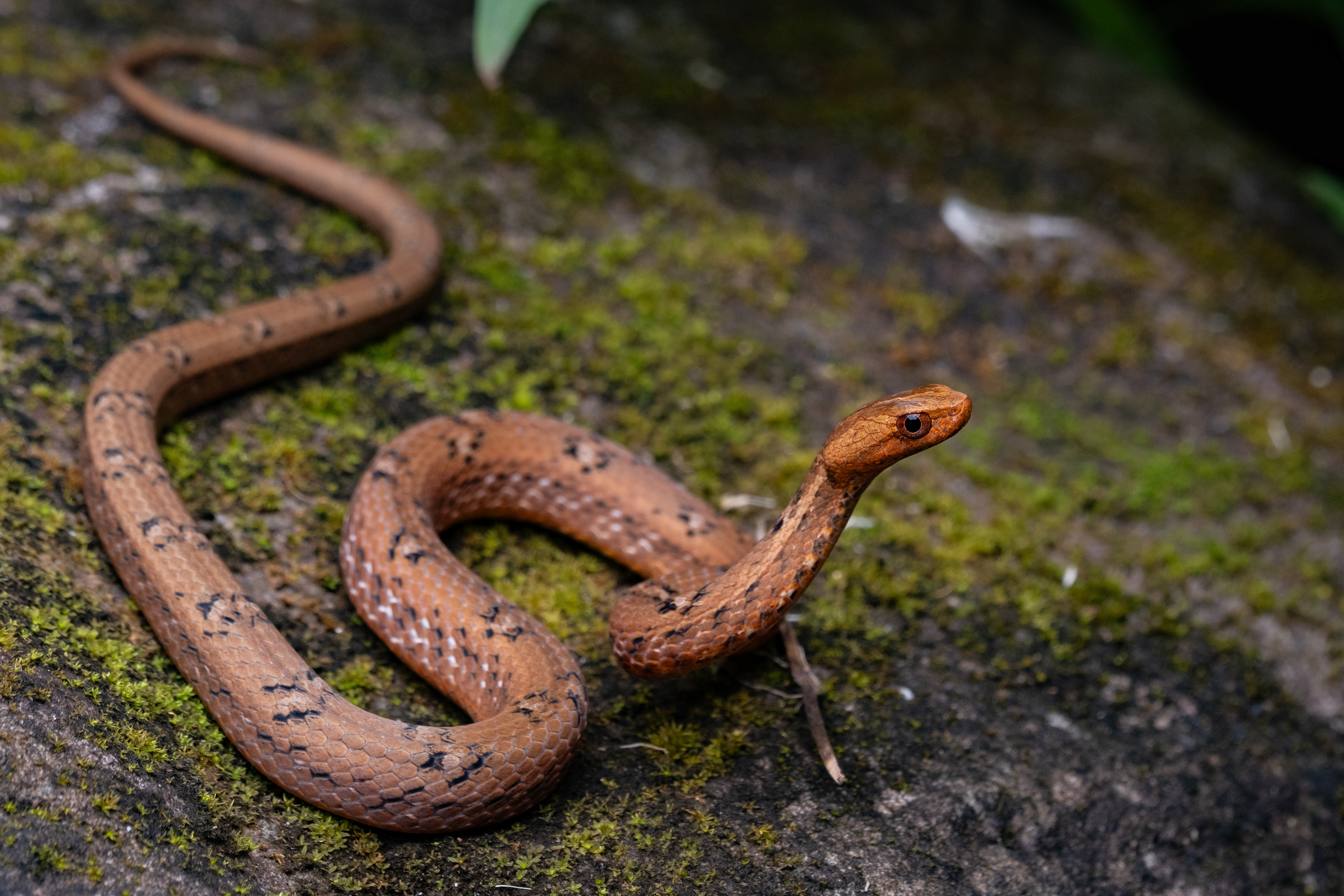 Mock viper (Psammodynastes pulverulentus).