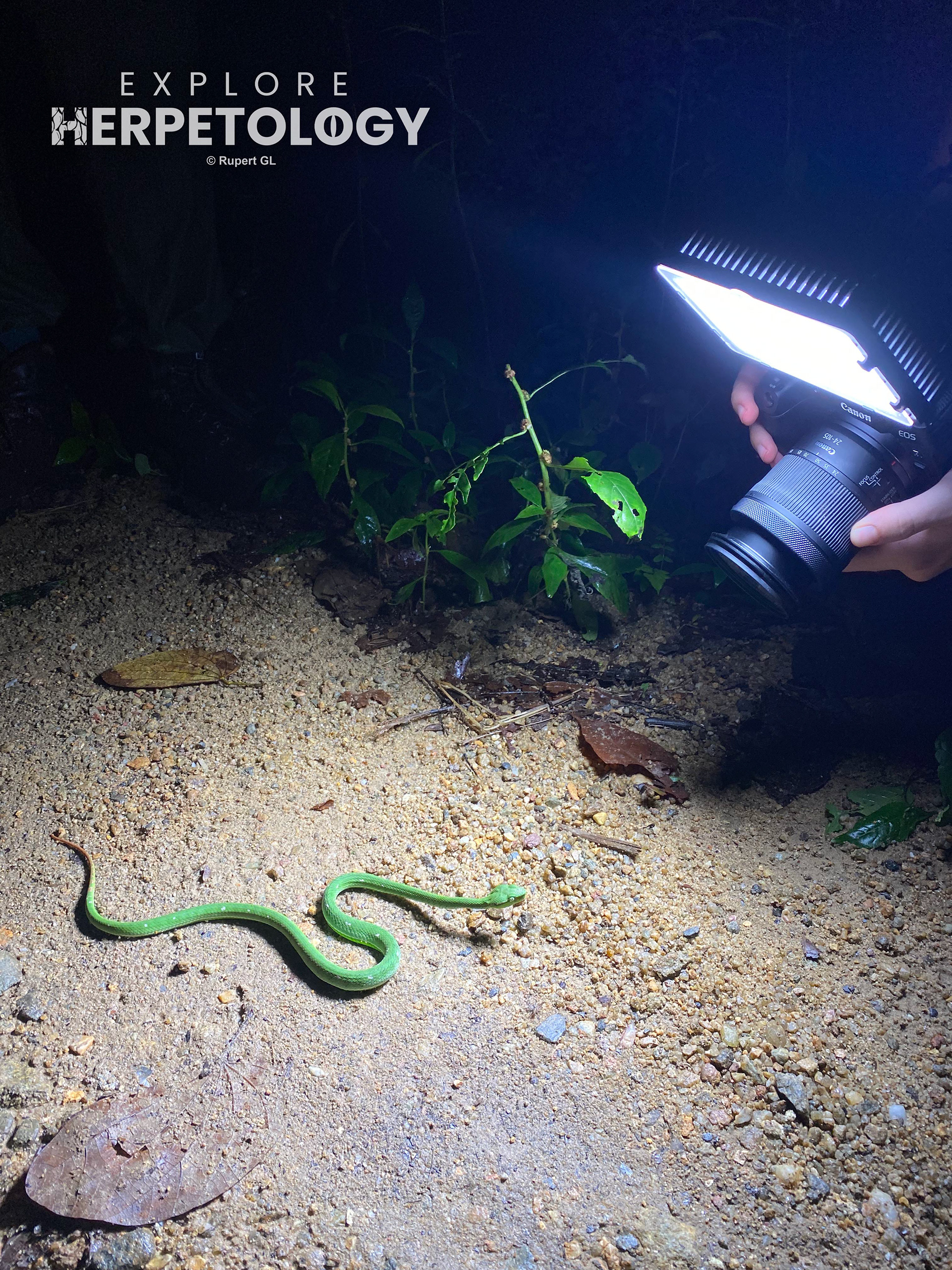 Hagen's pit-viper (Trimeresurus hageni)