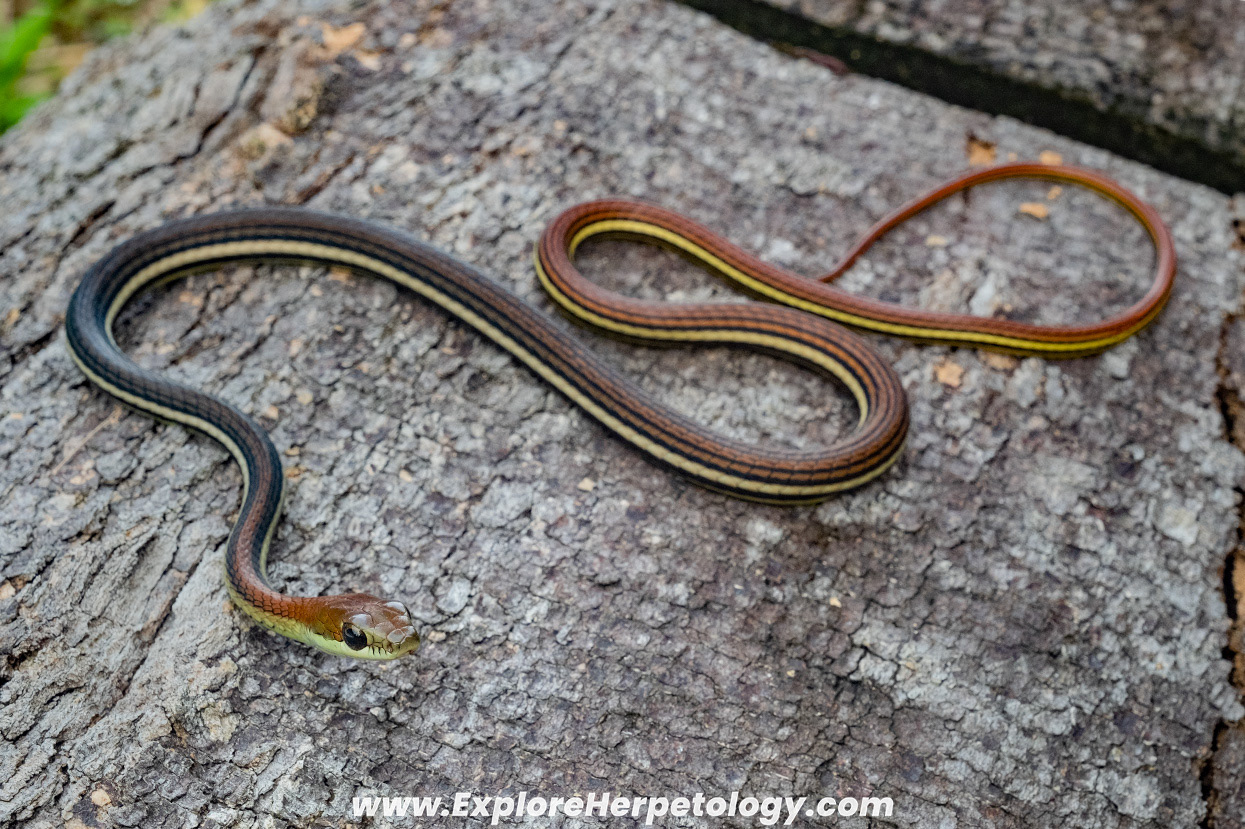 Striped bronzeback (Dendrelaphis caudolineatus).