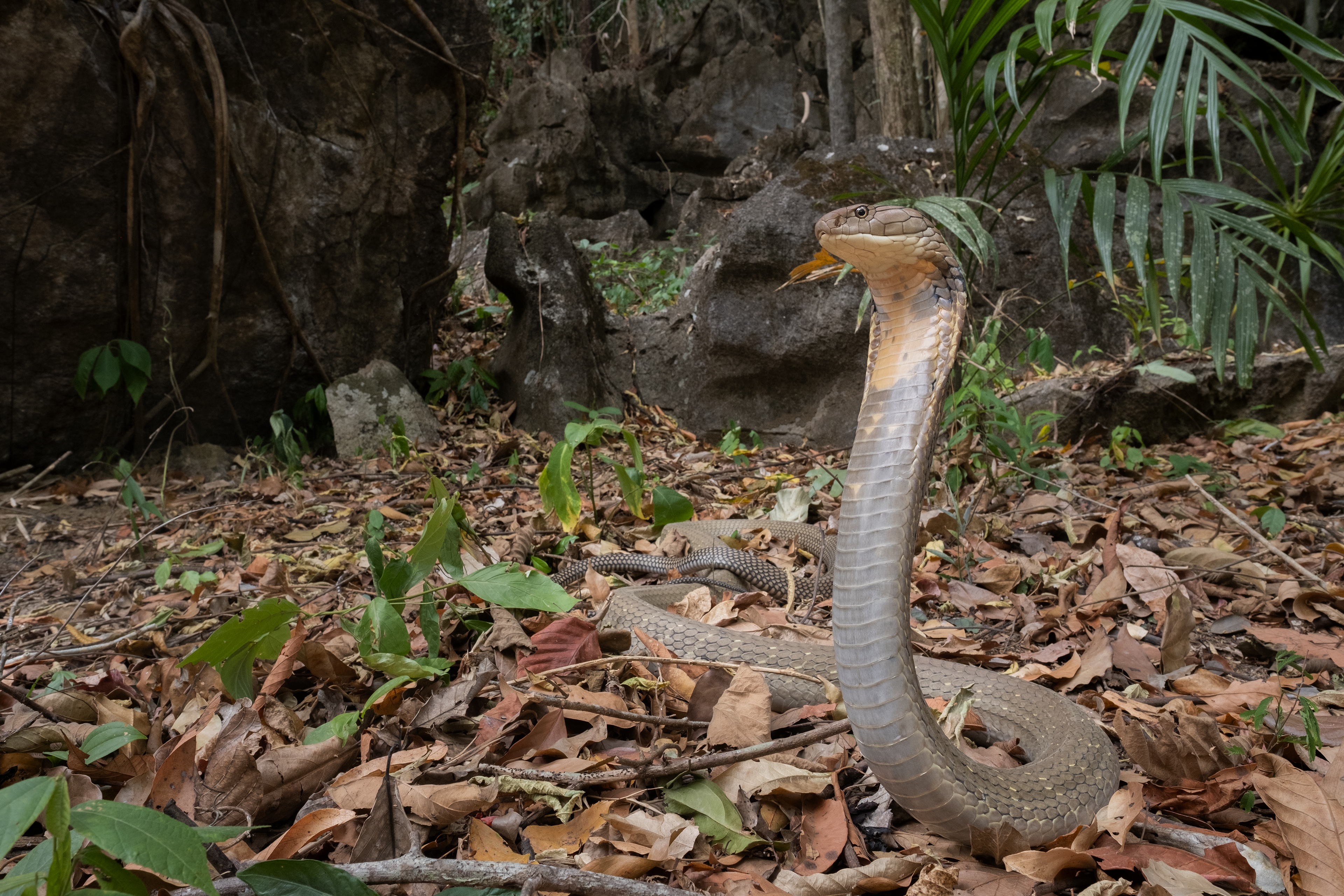 King cobra (Ophiophagus hannah)