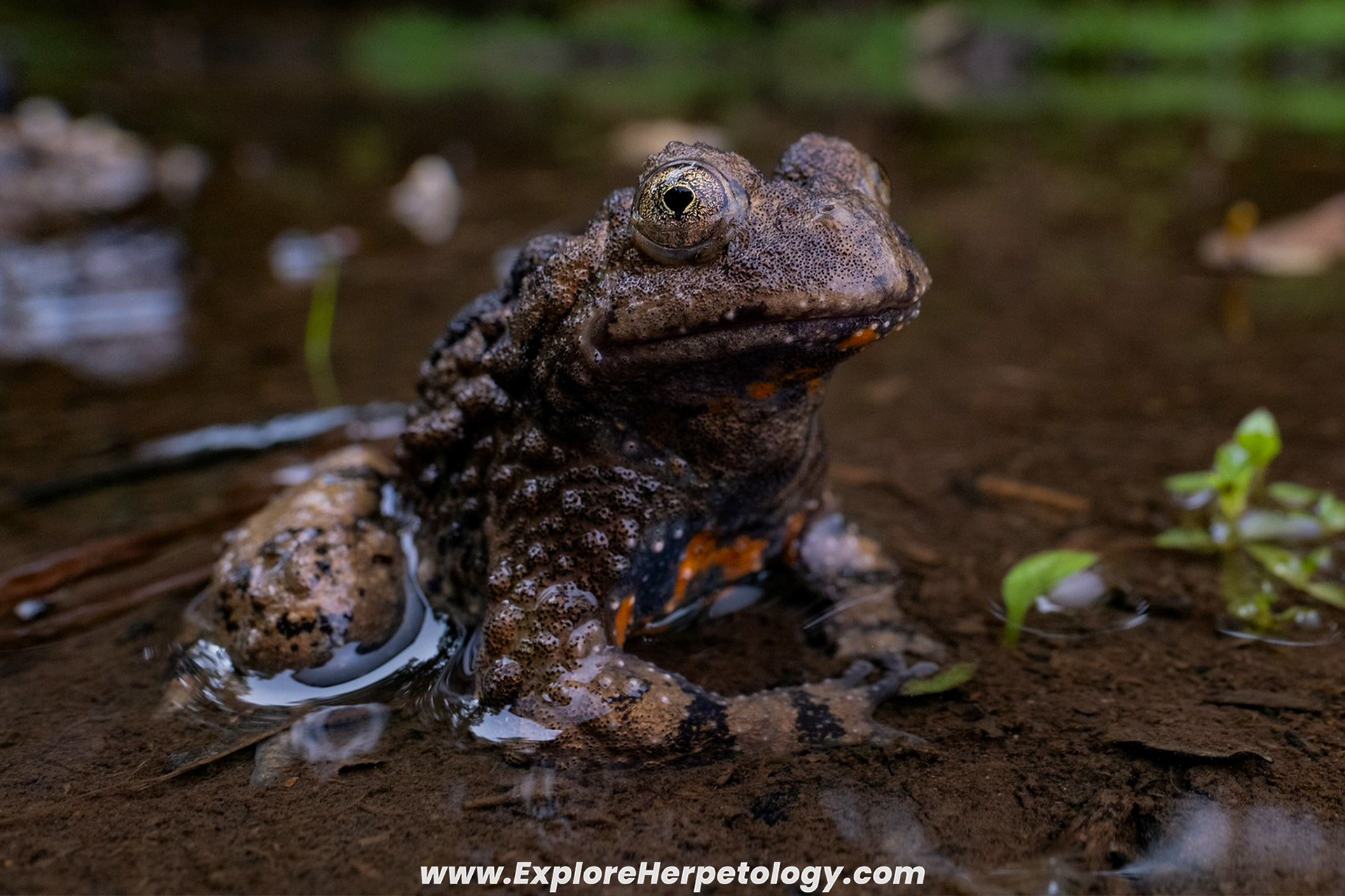 Guangxi fire-bellied toad (Bombina microdeladigitora)
