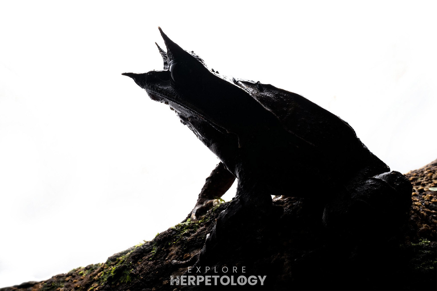 Long-nosed horned frog (Pelobatrachus nasuta)