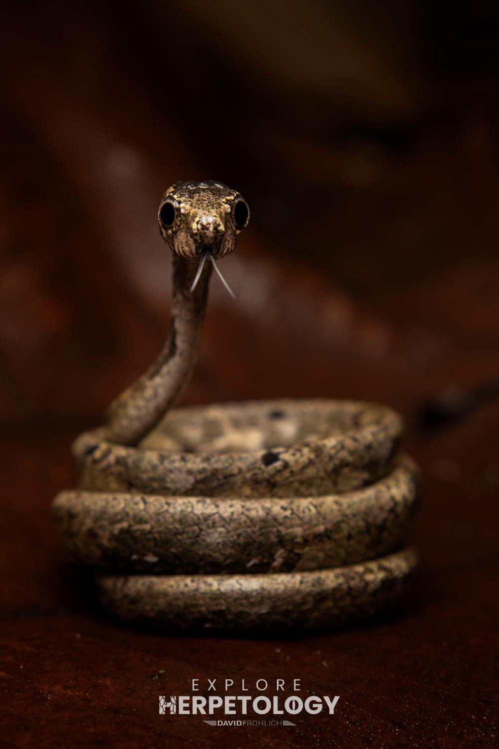 Aplopeltura boa