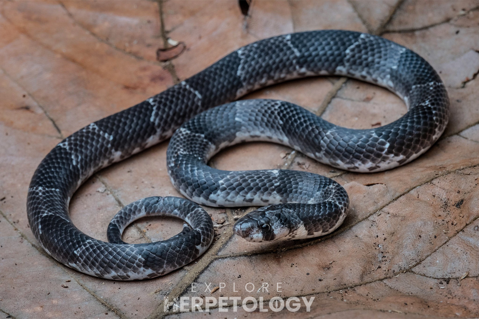 Mindanao kukri snake (Oligodon maculatus).