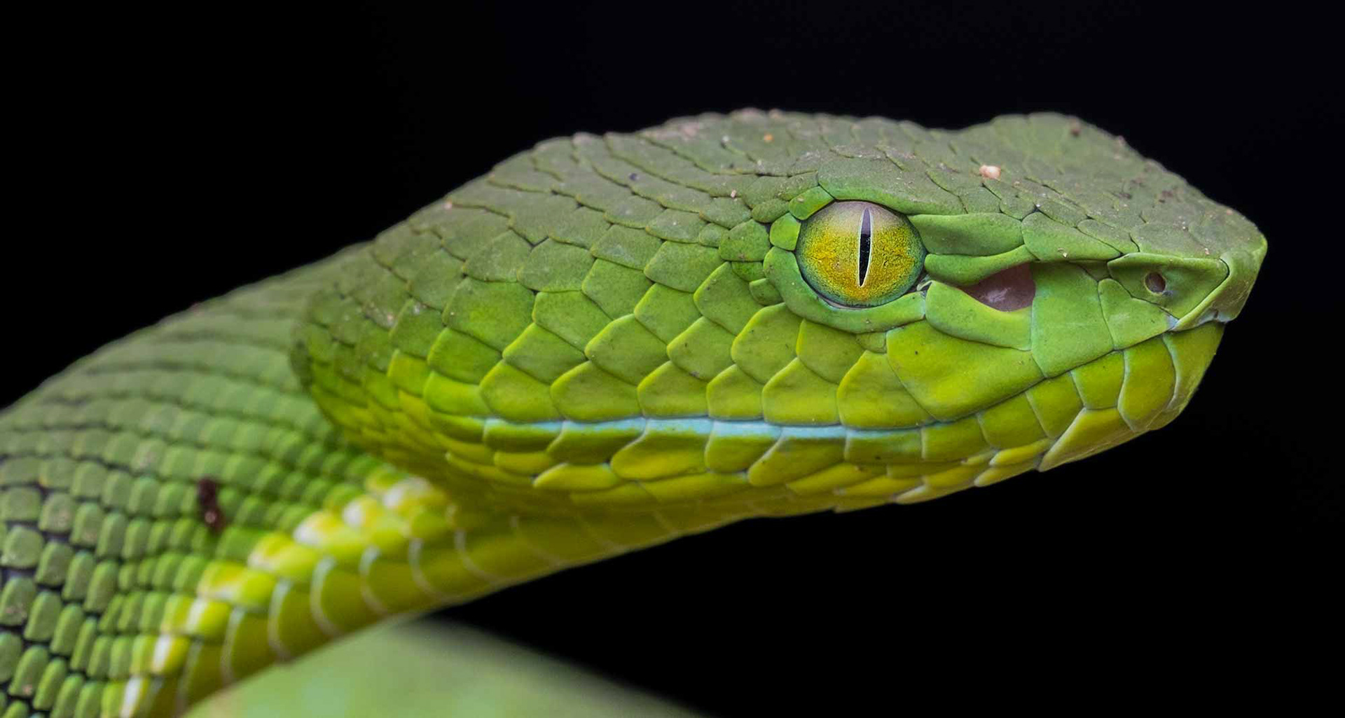 Cameron Highlands pit viper (Trimeresurus nebularis)