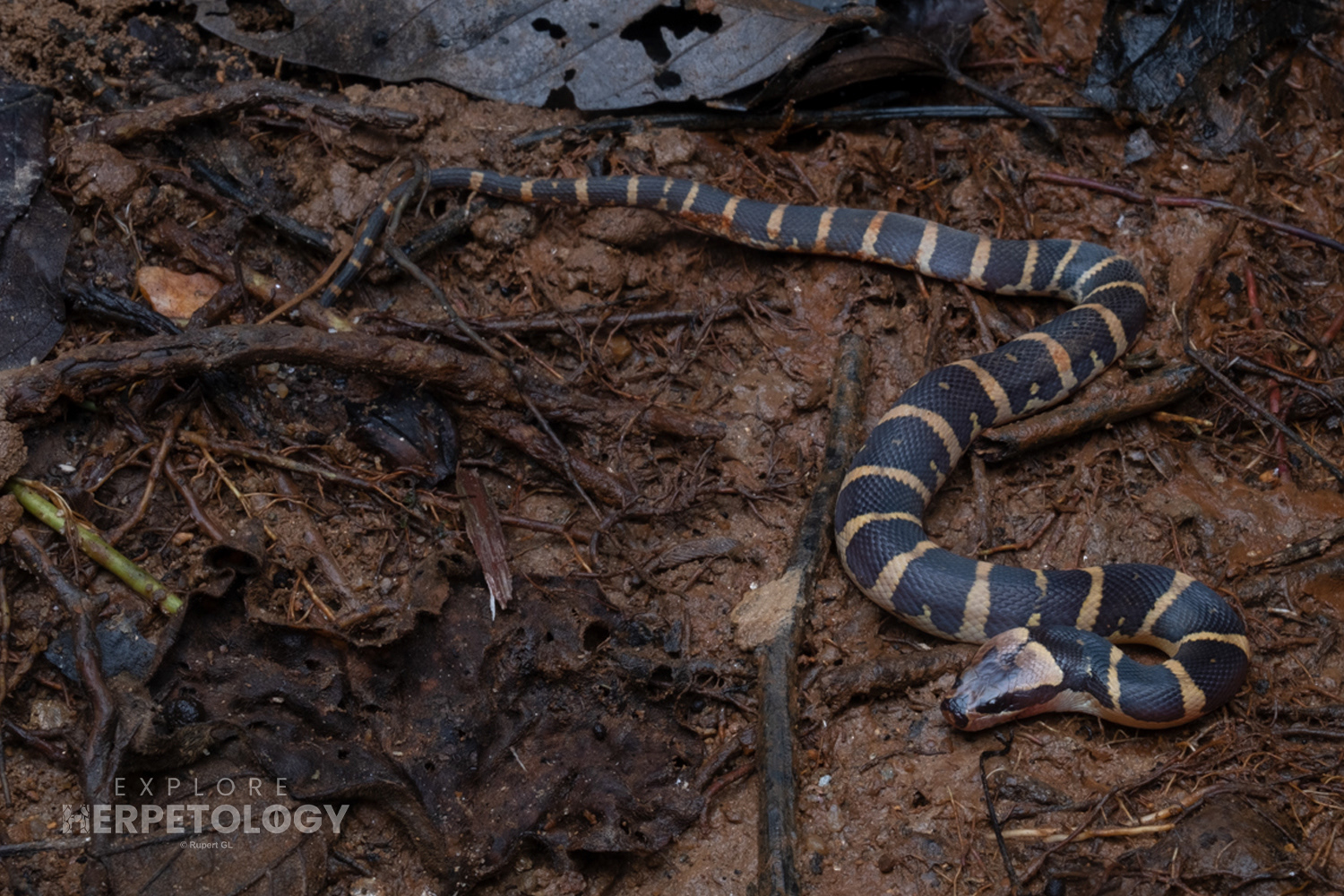 Puff-faced water snake (Homalopsis buccata)