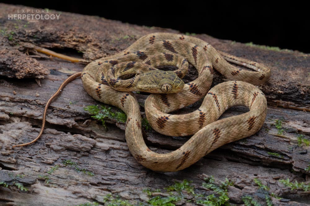 Juvenile Bengkulu cat snakes (Boiga bengkuluensis)
