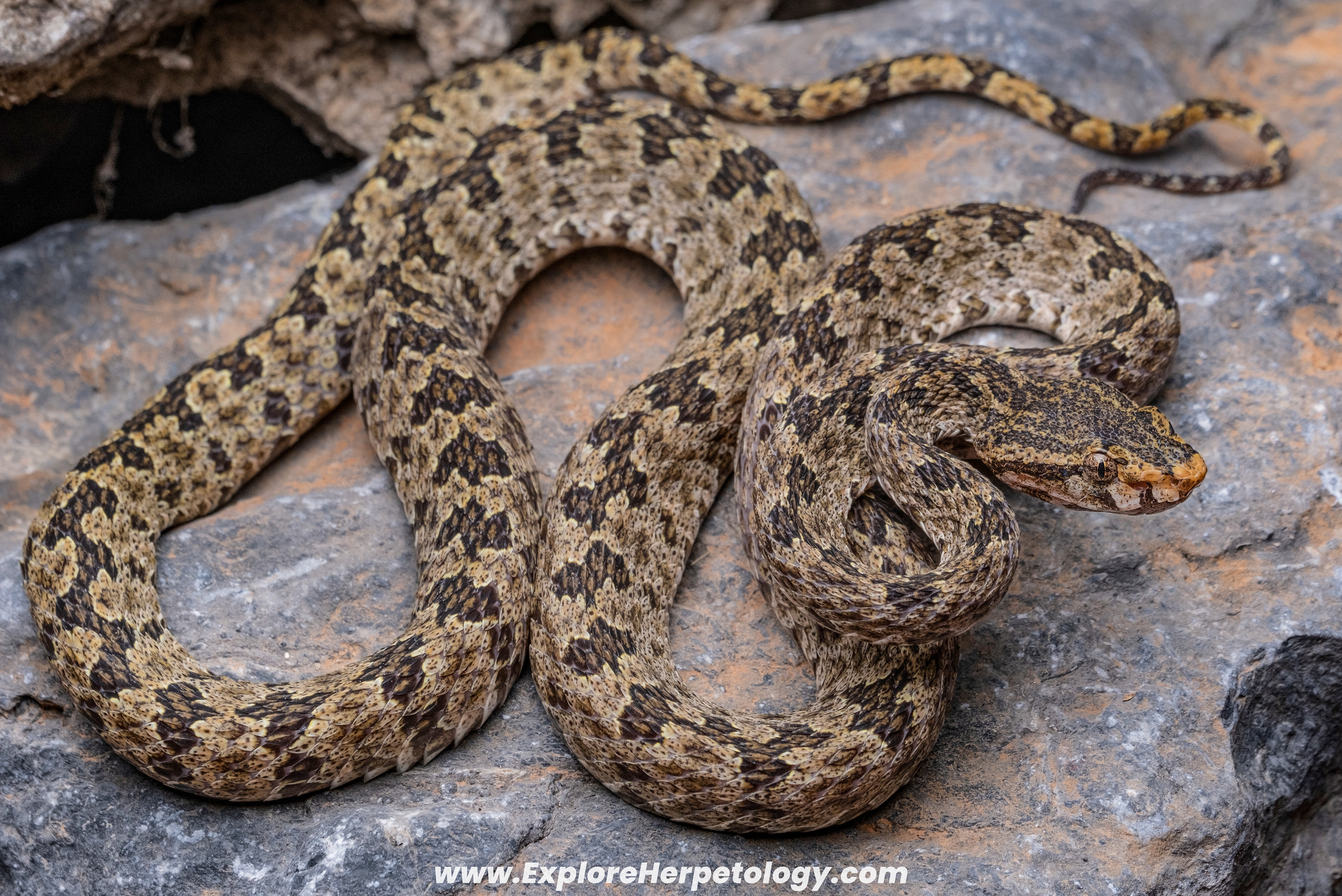 Vang Vieng lance-headed pit viper (Protobothrops flavirostris).