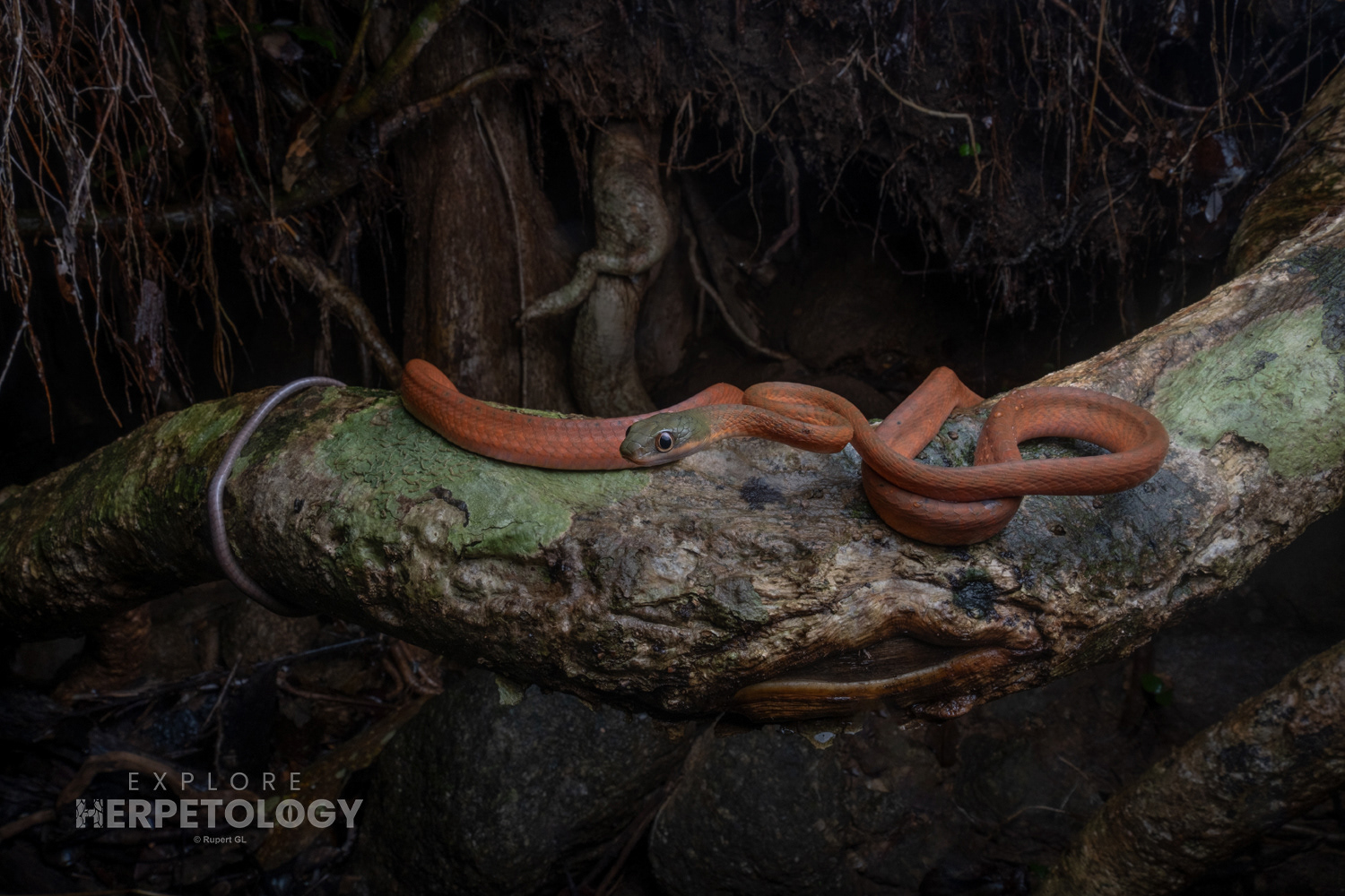Dark-headed cat snake (Boiga nigriceps)