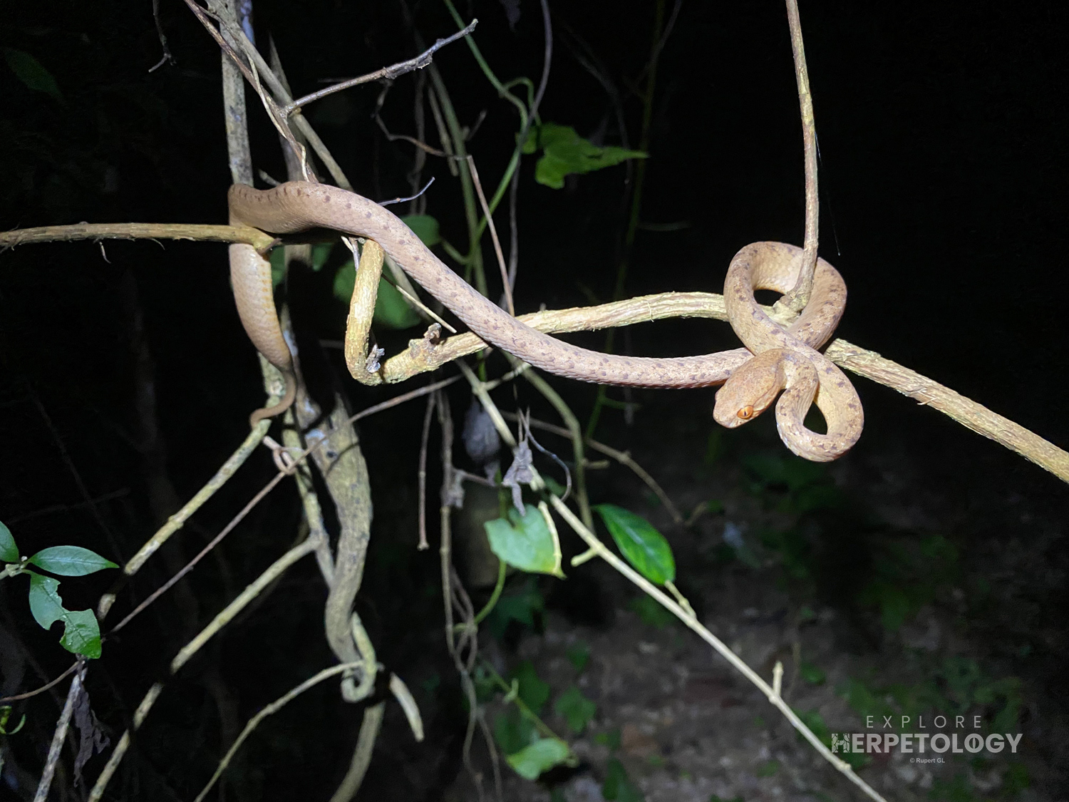 Berdmore’s slug snake (Pareas berdmorei).