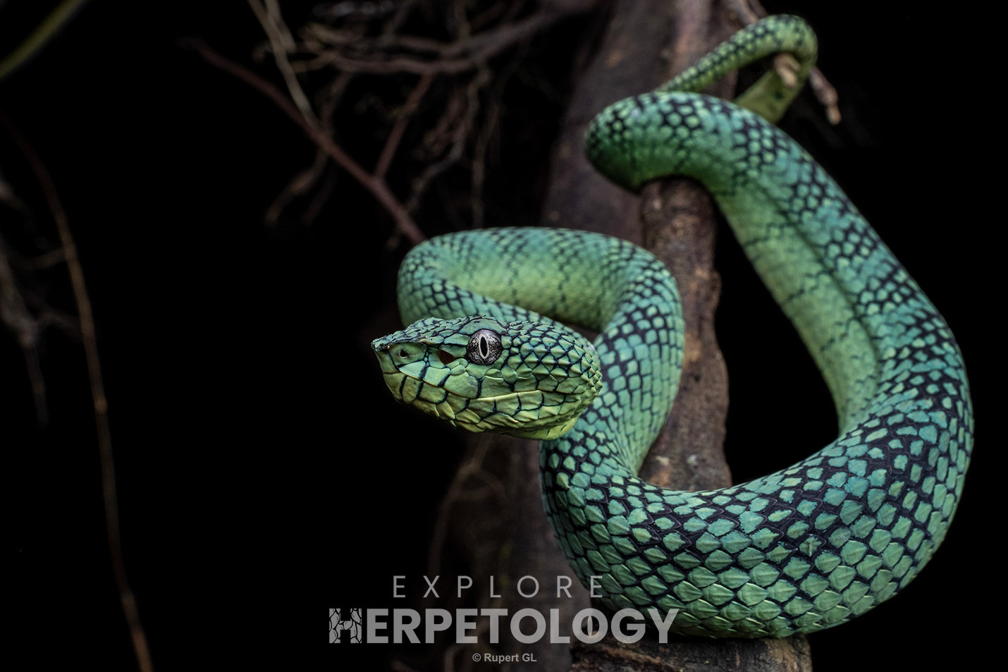 South Philippine temple viper (Tropidolaemus philippensis)
