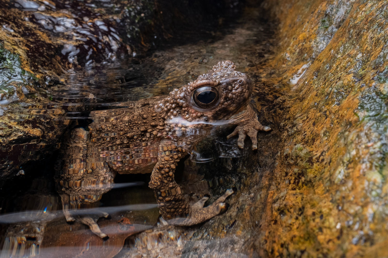 Giant river toad (Phrynoidis asperum)