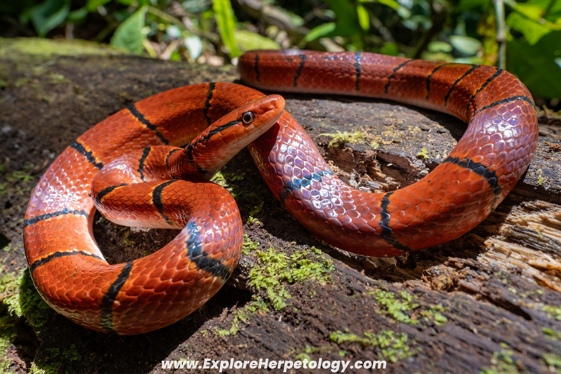 Red bamboo ratsnake (Oreocryptophis porphyracea laticinctus).