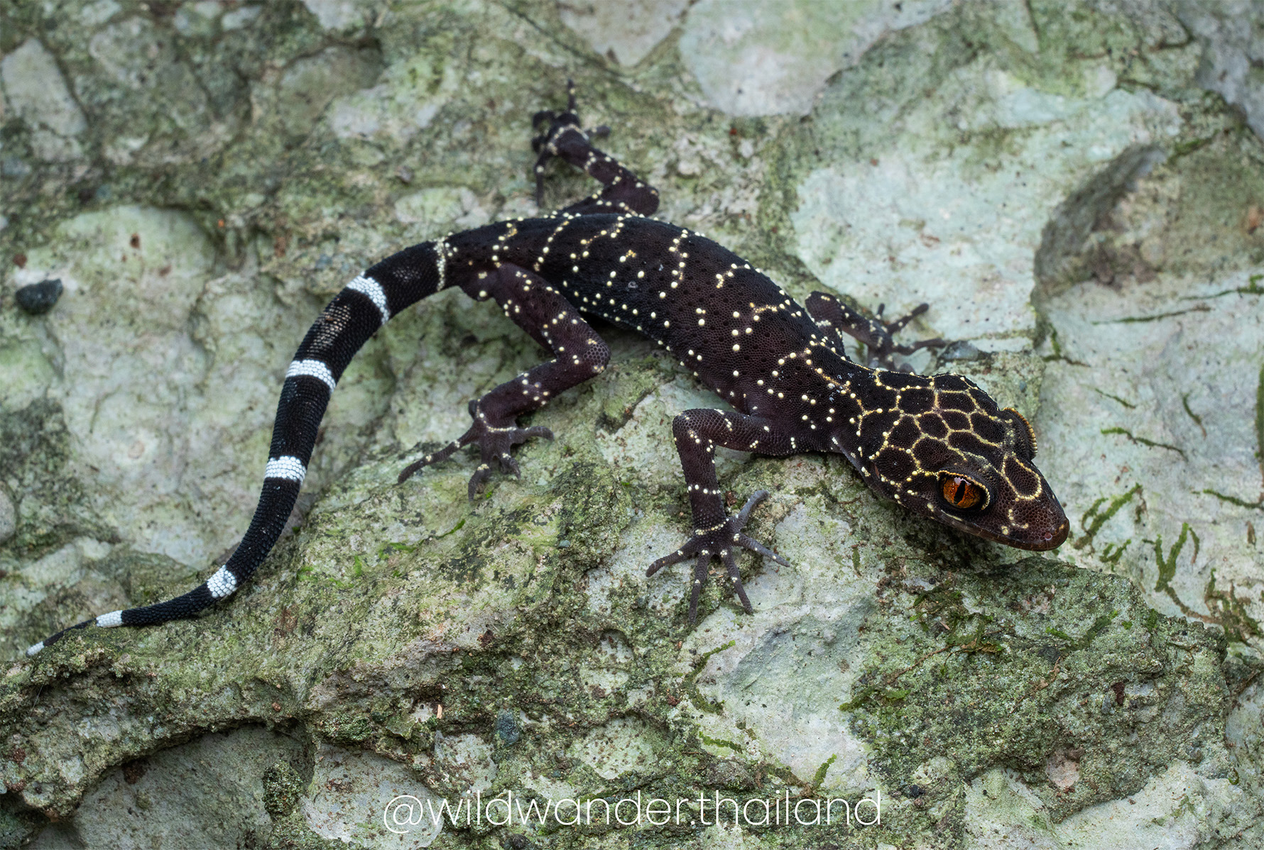 Cyrtodactylus phukhaensis