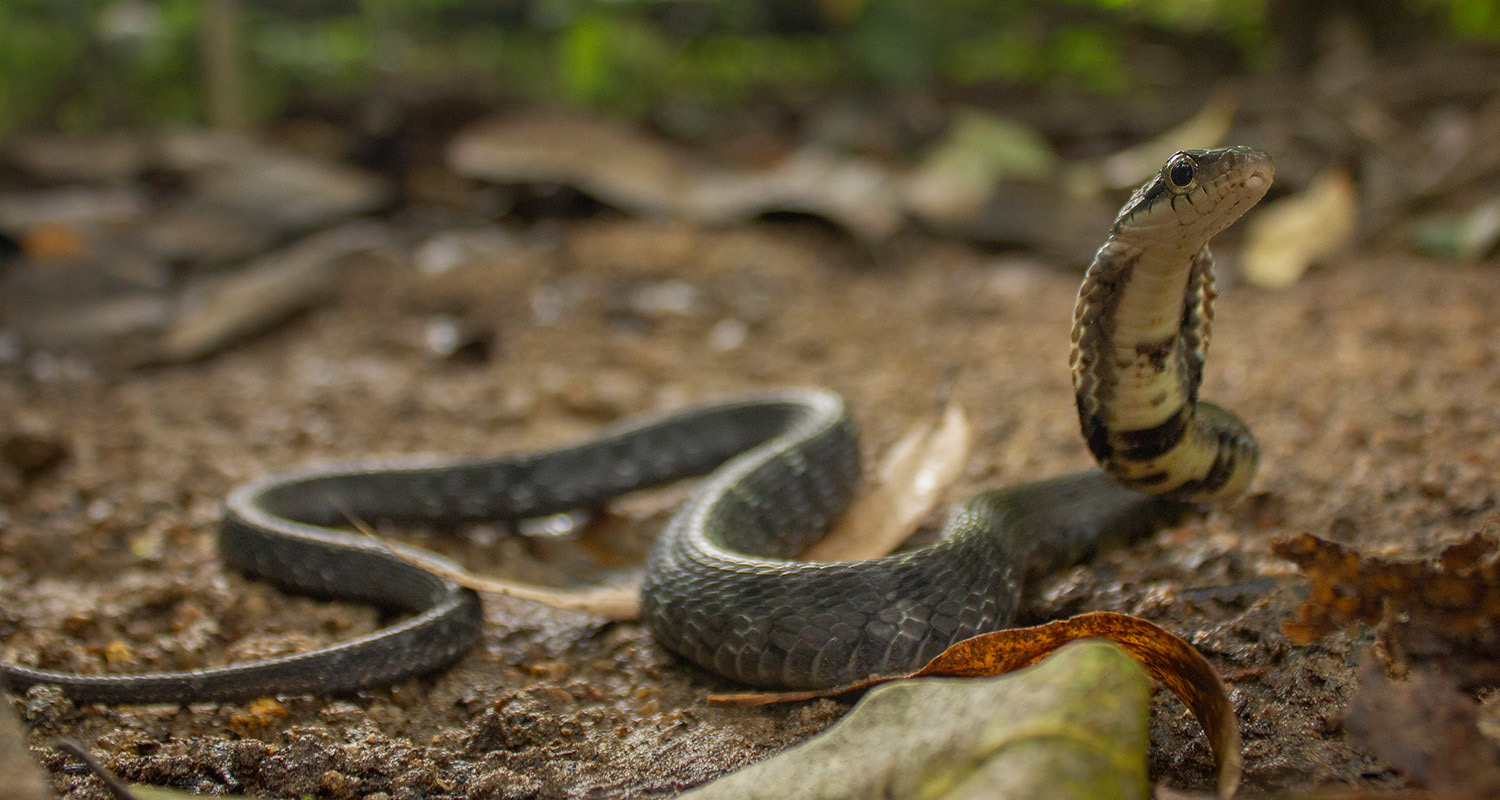 Large-eyed false cobra (Pseudoxenodon macrops).