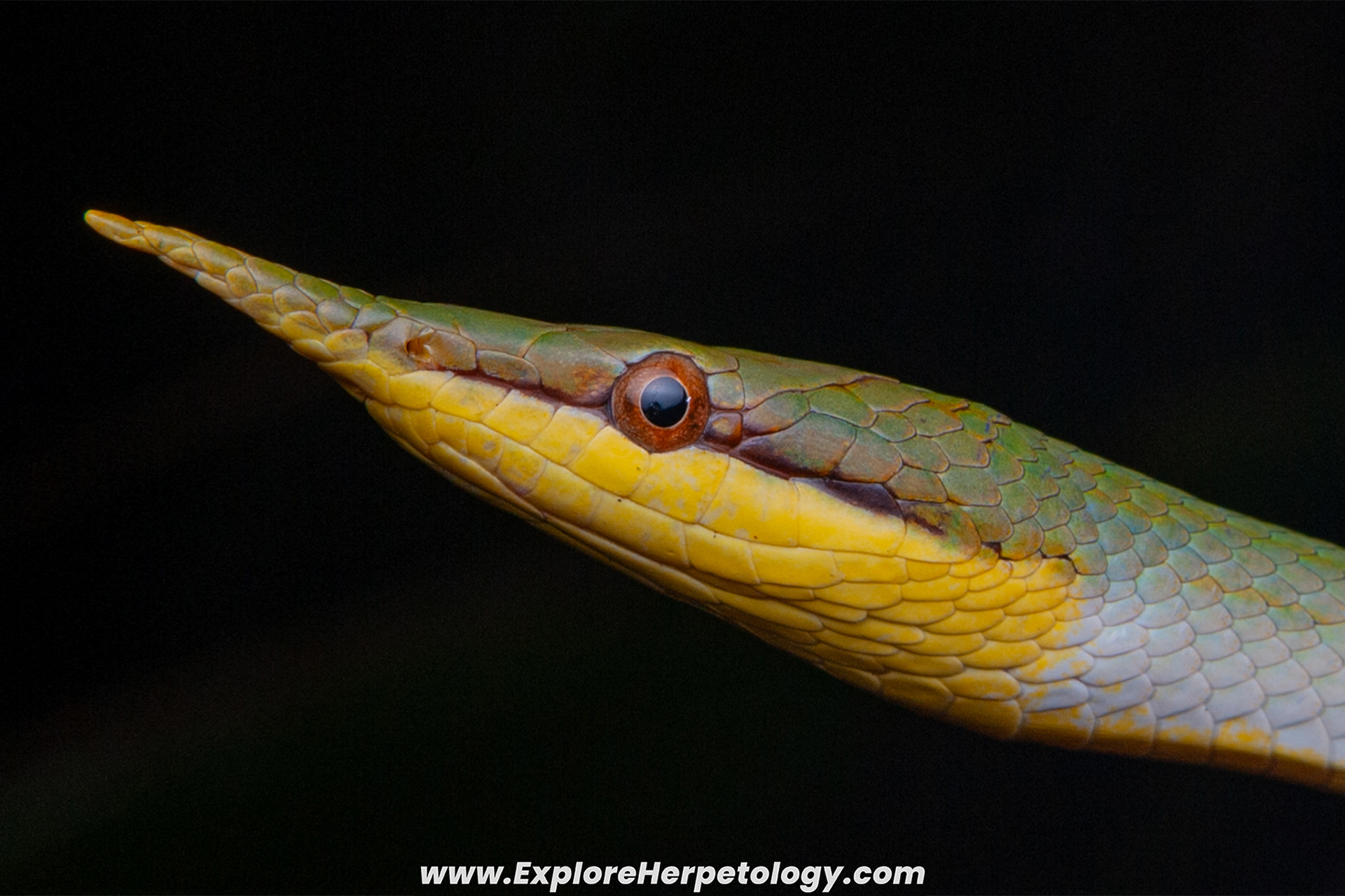 Rhino ratsnake (Gonyosoma boulengeri).