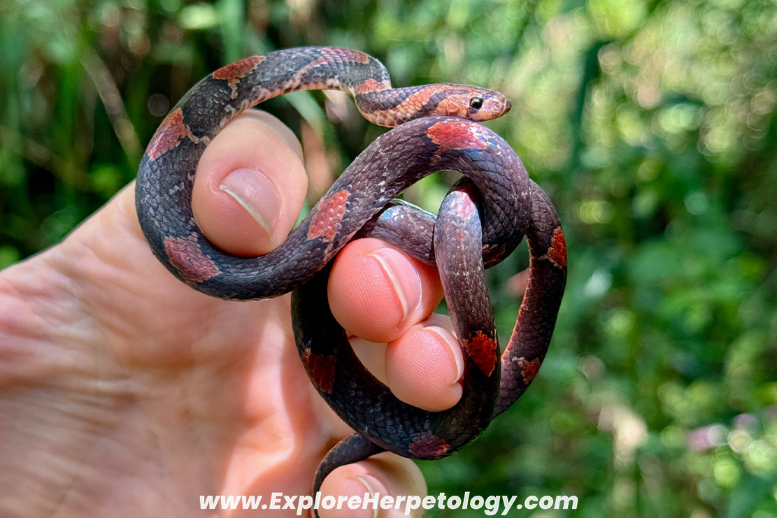 Rusty-barred kukri snake 