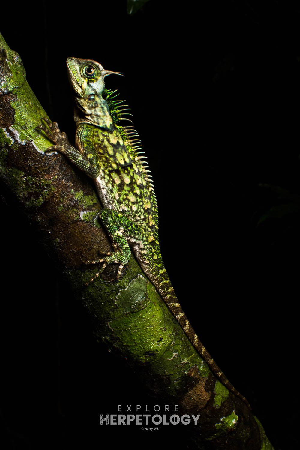 Armoured horned dragon (Acanthosaura armata)