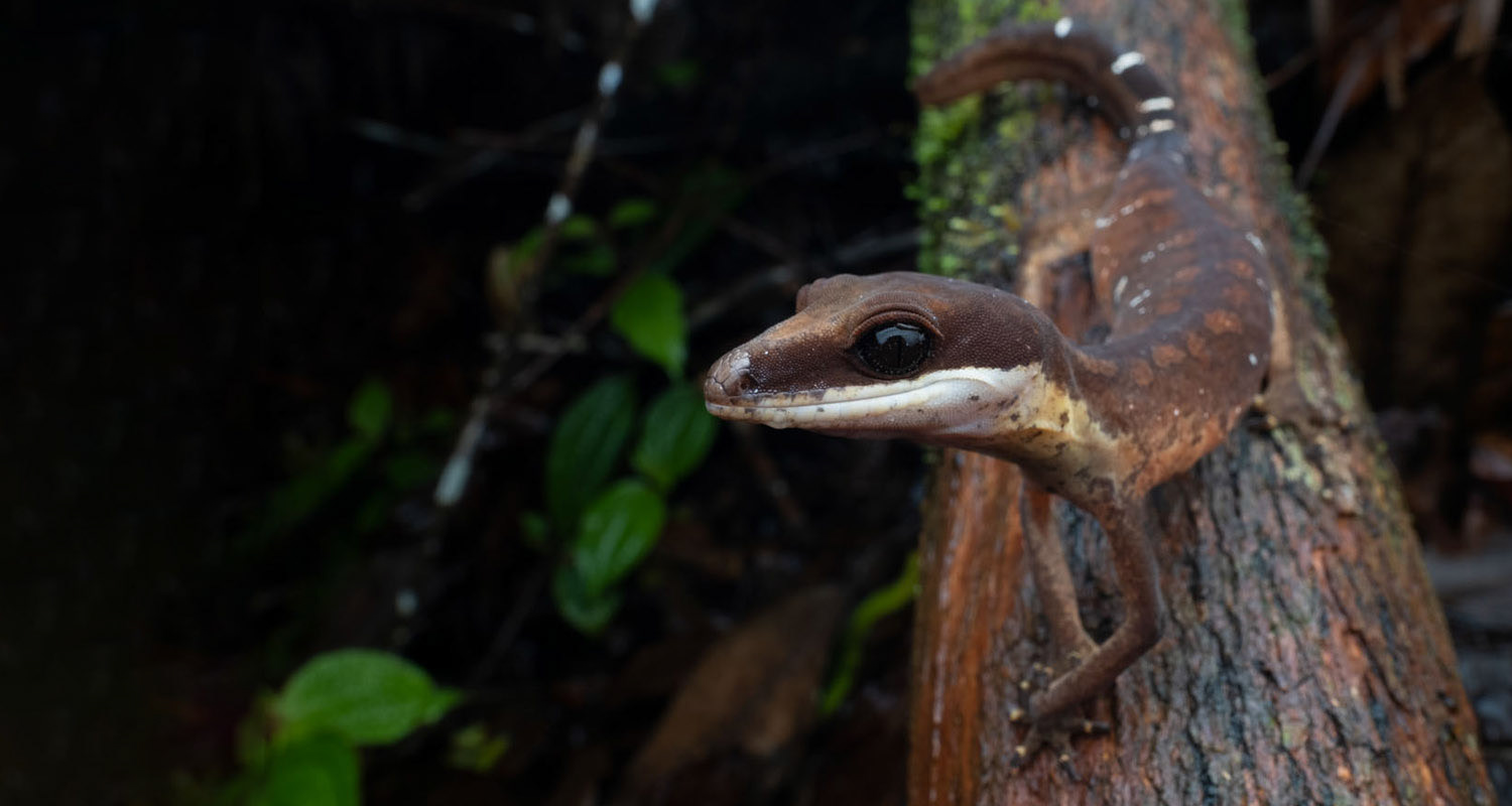 Cat gecko (Aleuroscalabotes felinus).