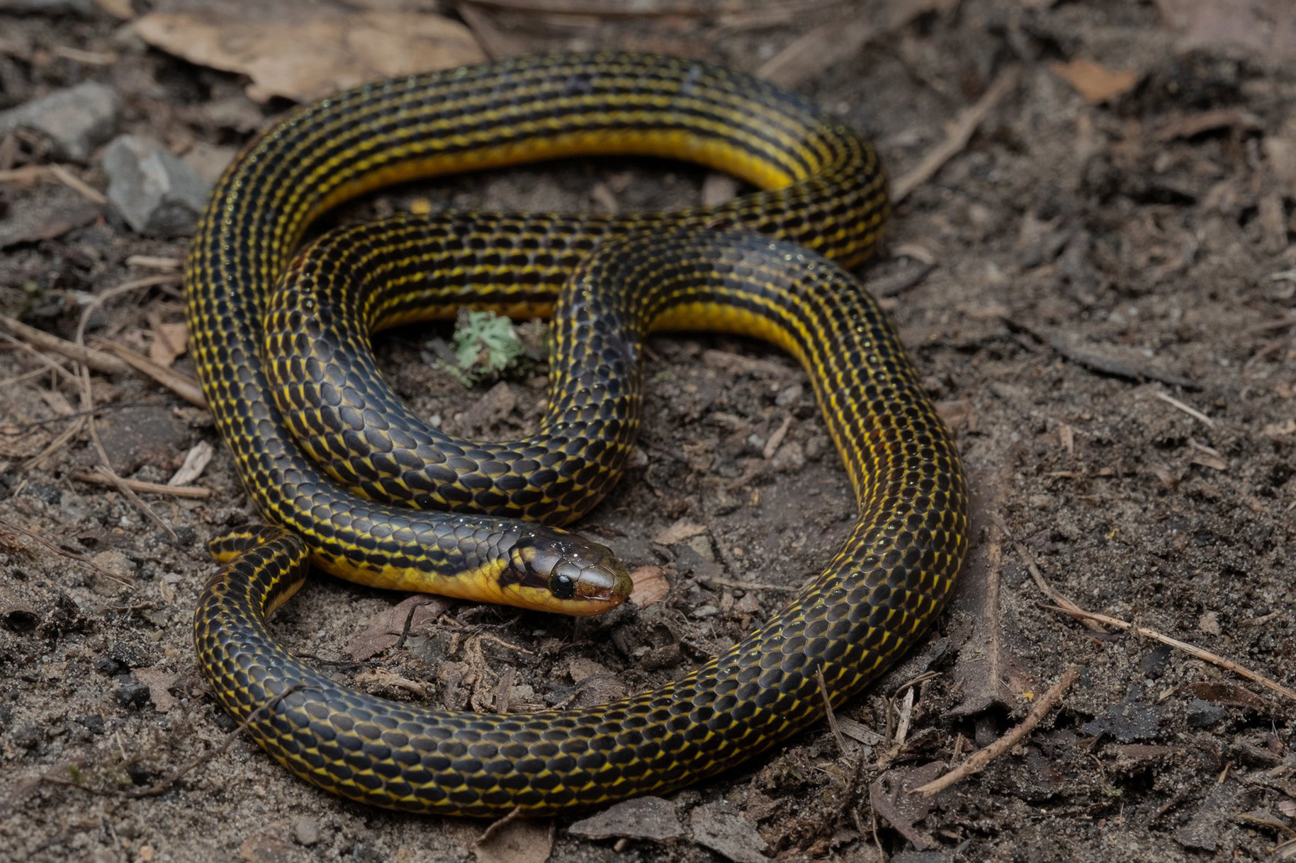 Griswold's reed snake (Calamaria griswoldi).