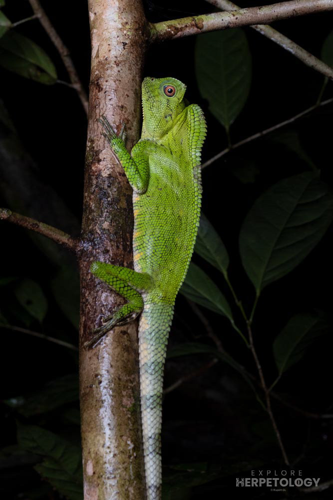 Male Abbott’s angle-headed lizard (Gonocephalus abbotti)