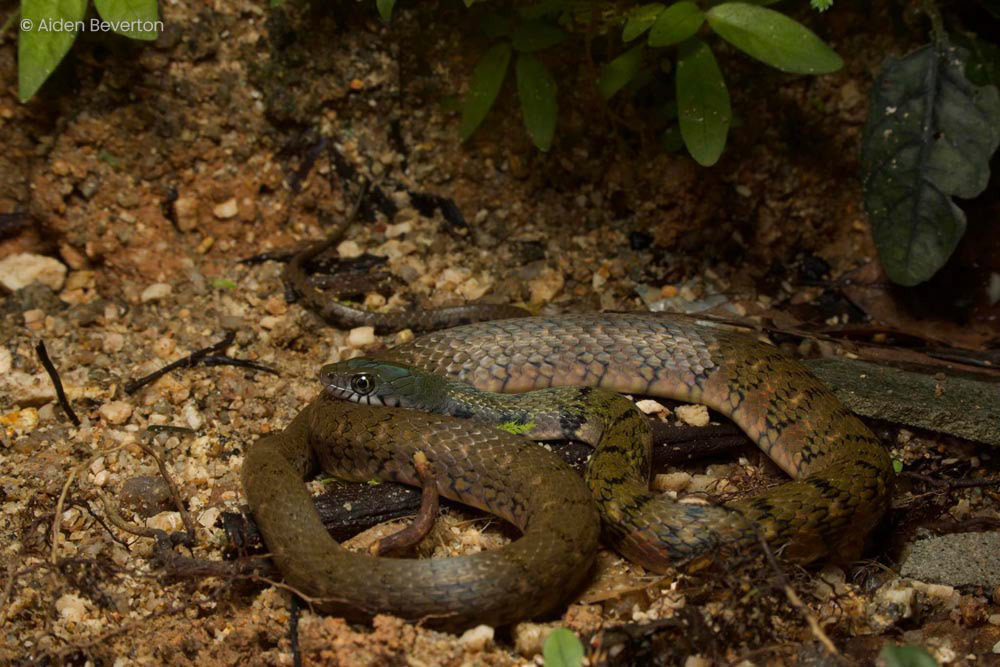 Triangle keelback (Xenochrophis trianguligerus)