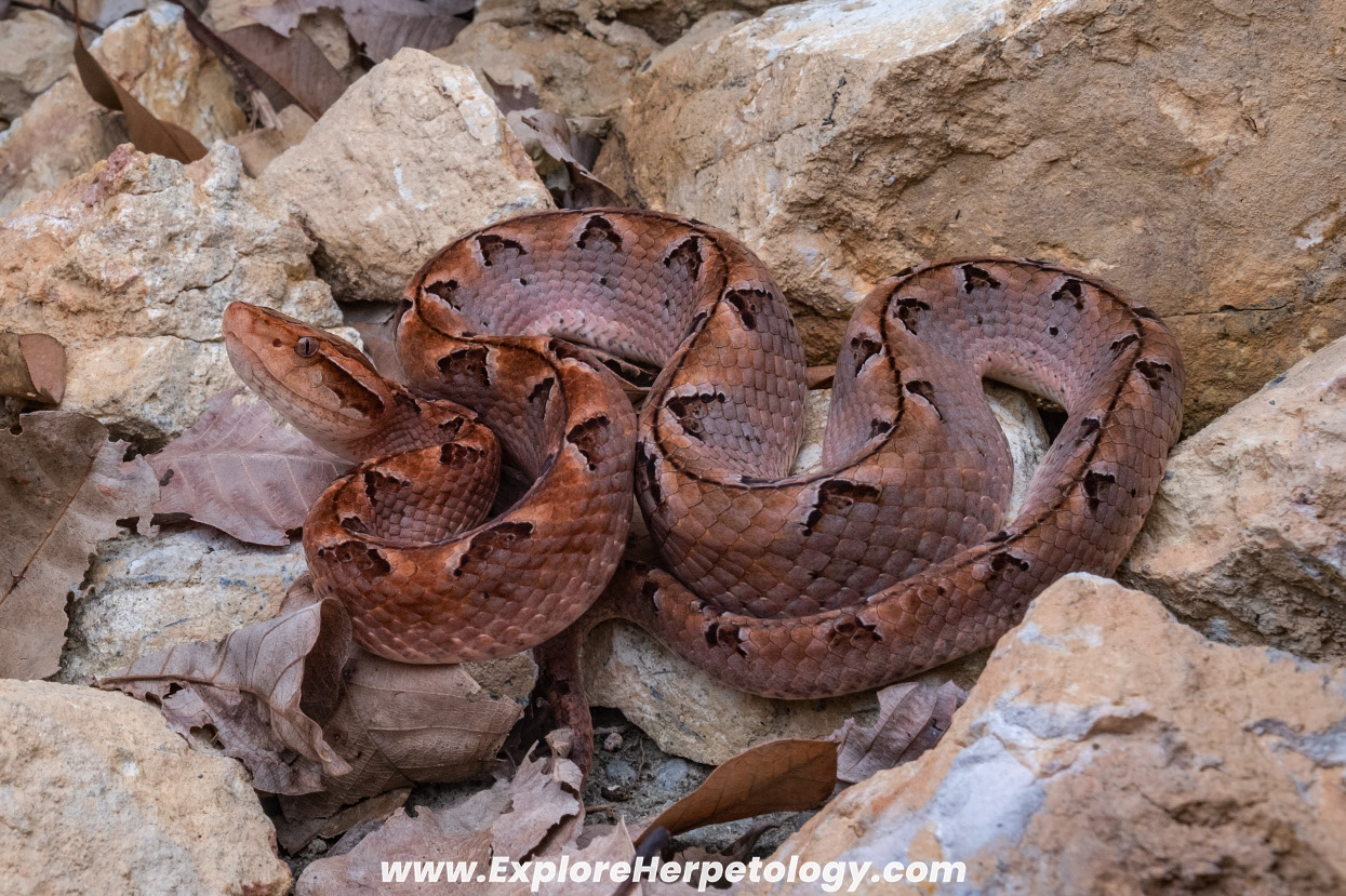 Malayan pit viper (Calloselasma rhodstoma).