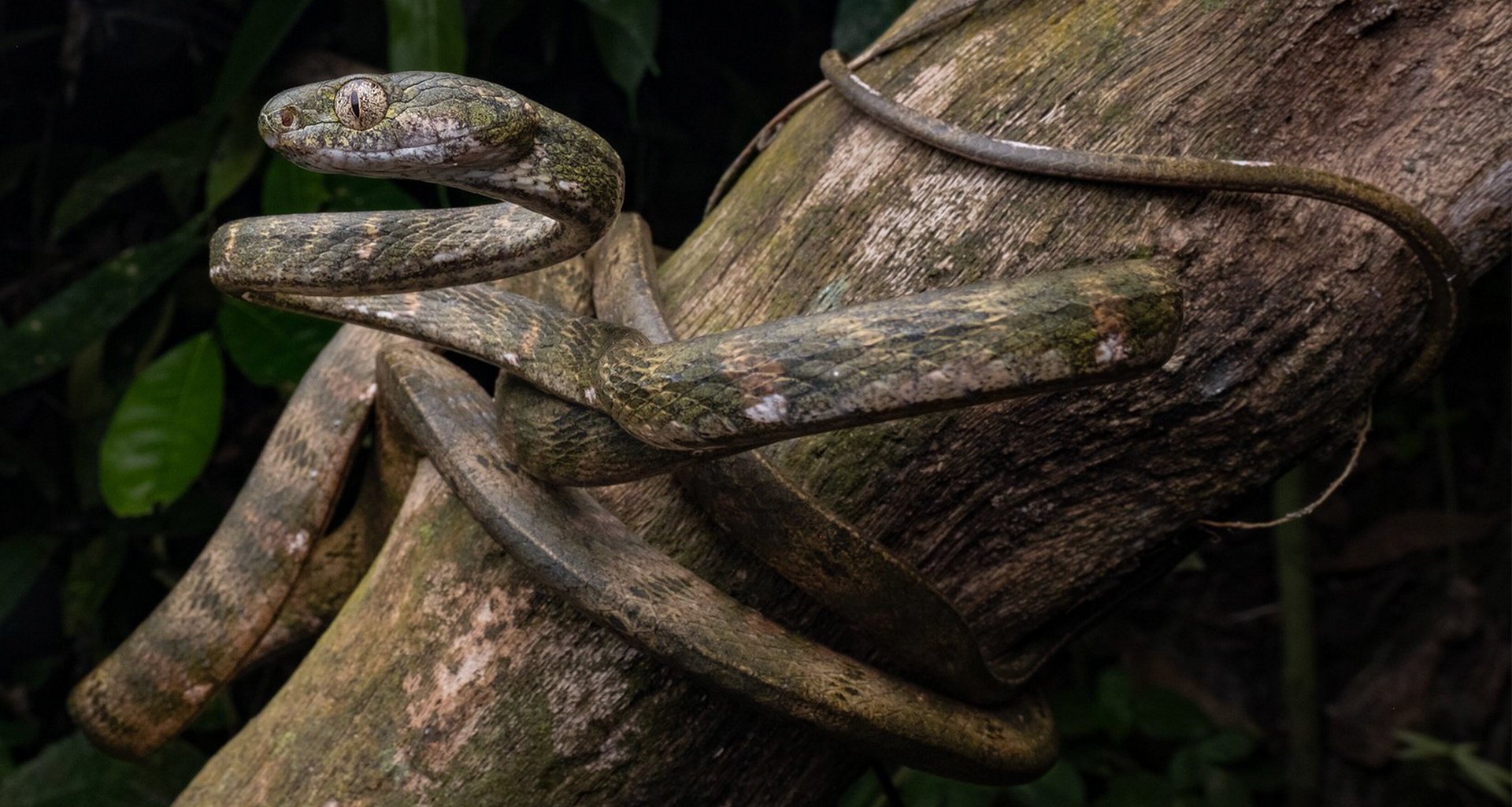Bengkulu cat snake (Boiga bengkuluensis).
