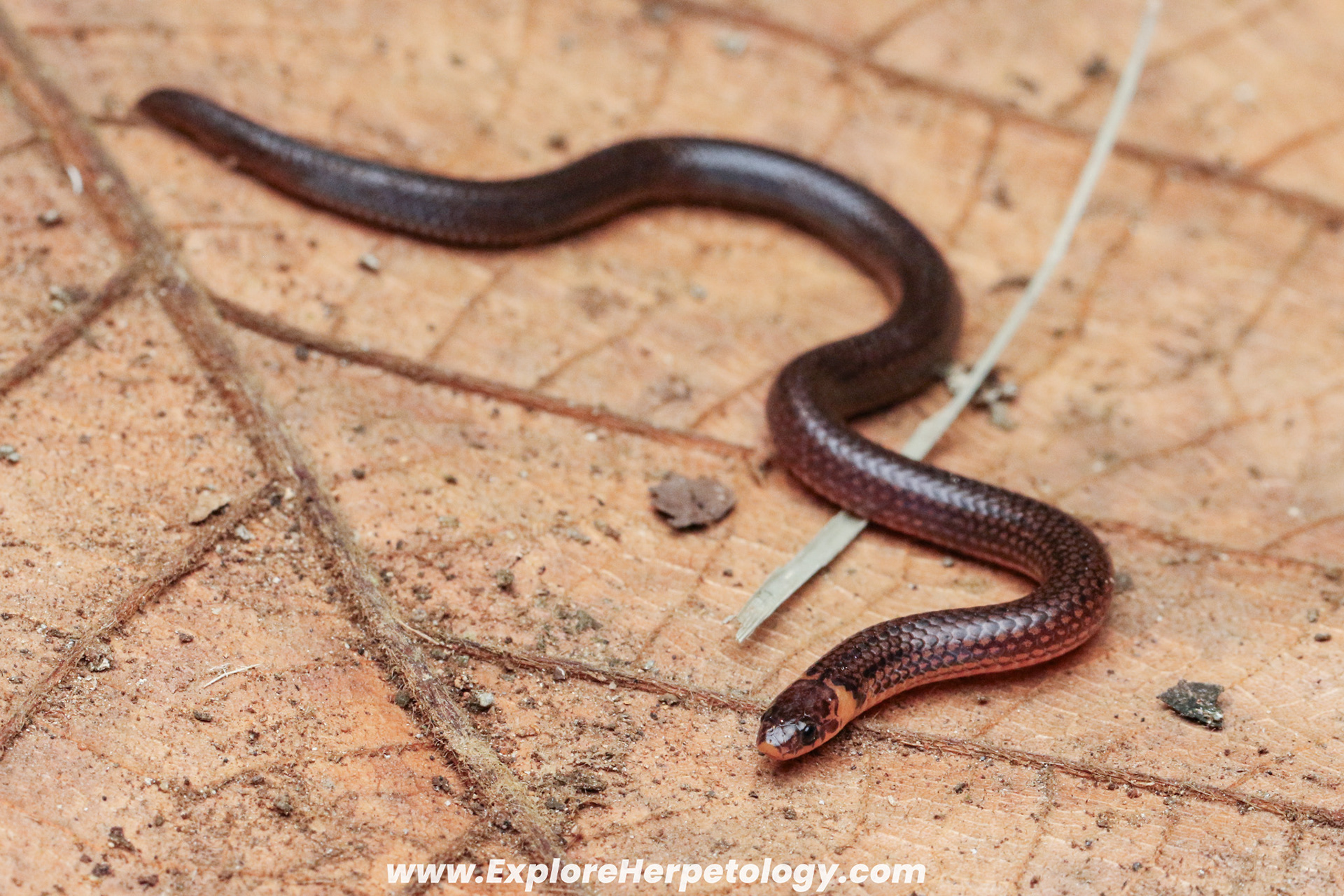 Gervais' reed snake (Calamaria cf. gervaisi).