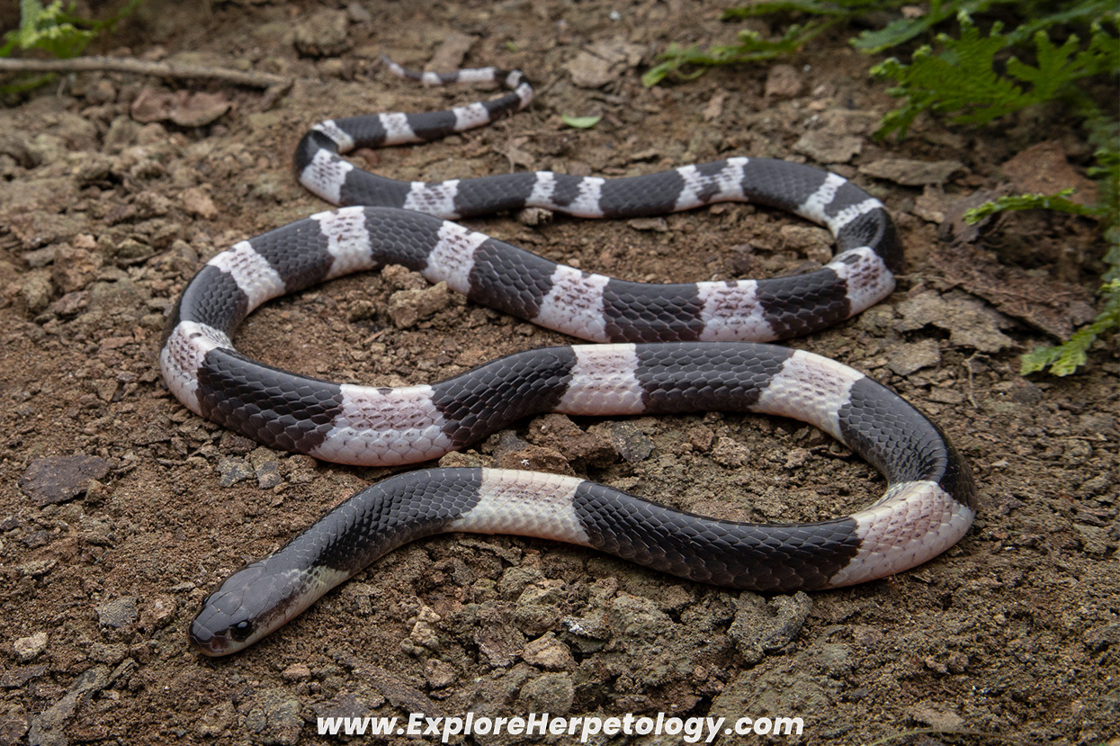 Malayan krait (Bungarus candidus).