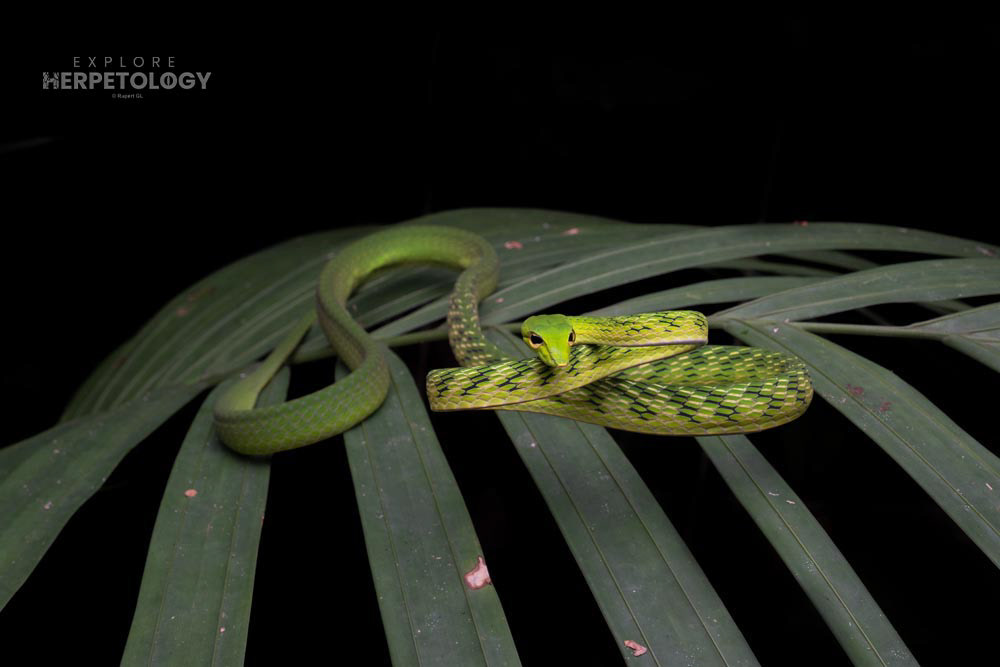 Malayan vine snake (Ahaetulla mycterizans)