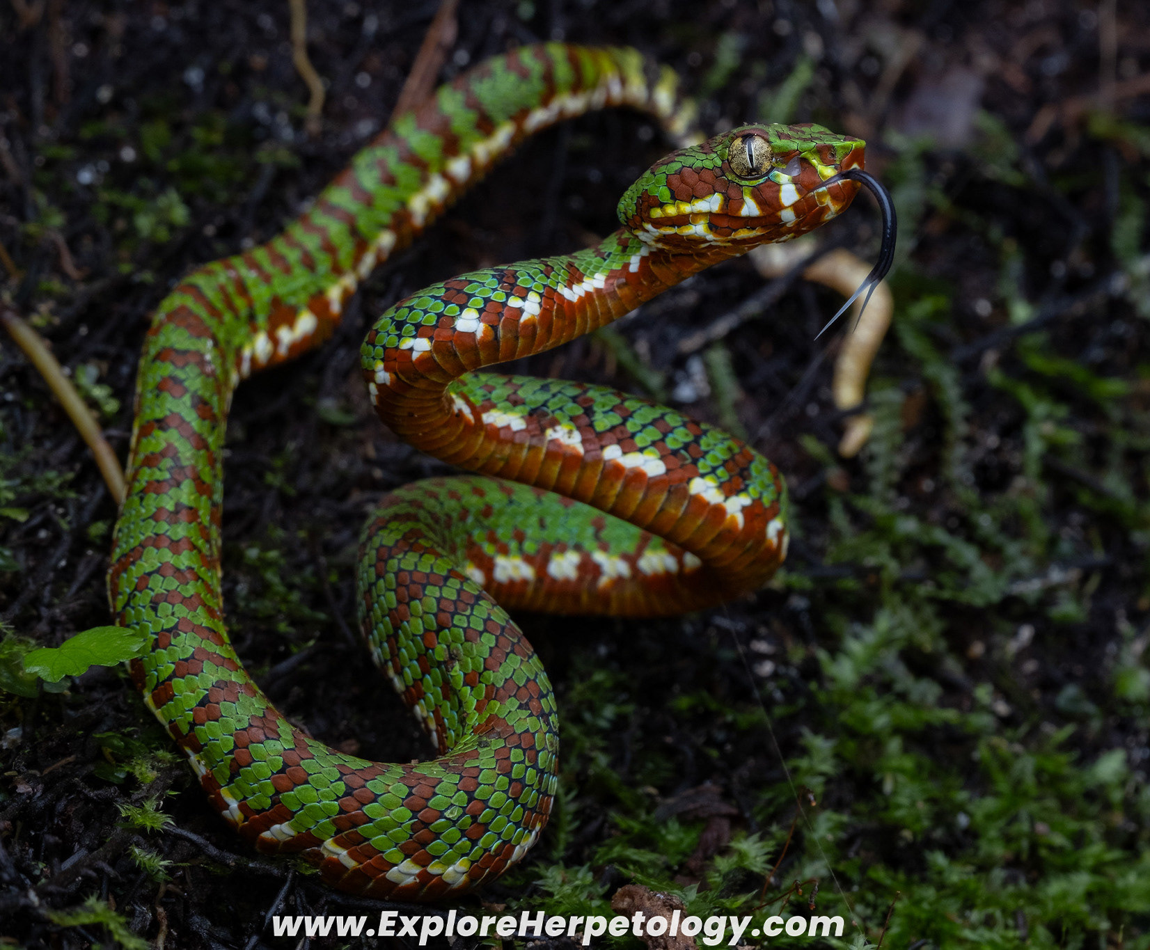 Juvenile male Mindanao/Philippine pit viper (Trimeresurus cf. flavomaculatus).