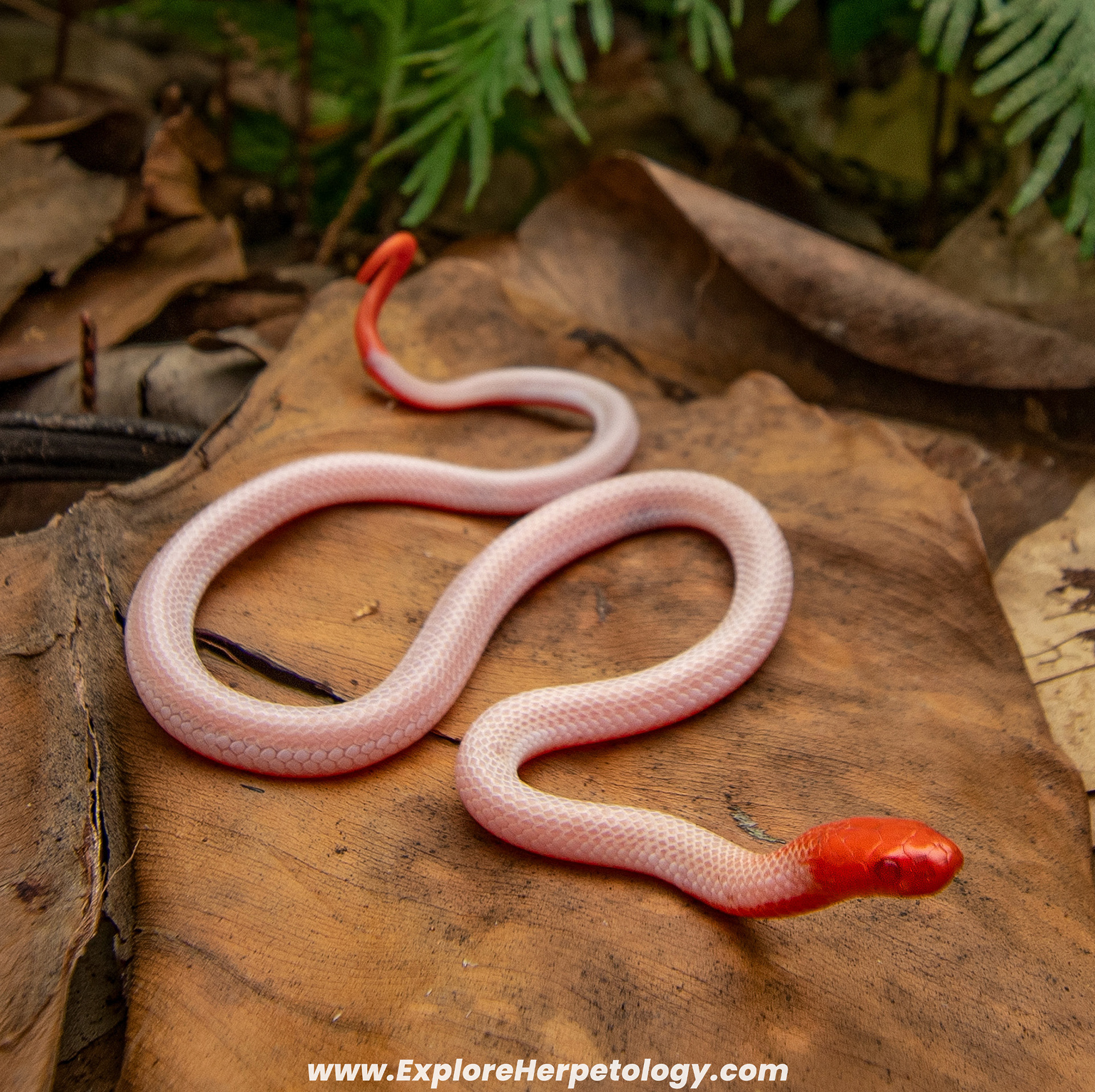 Albino blue coral snake (Calliophis bivirgata).