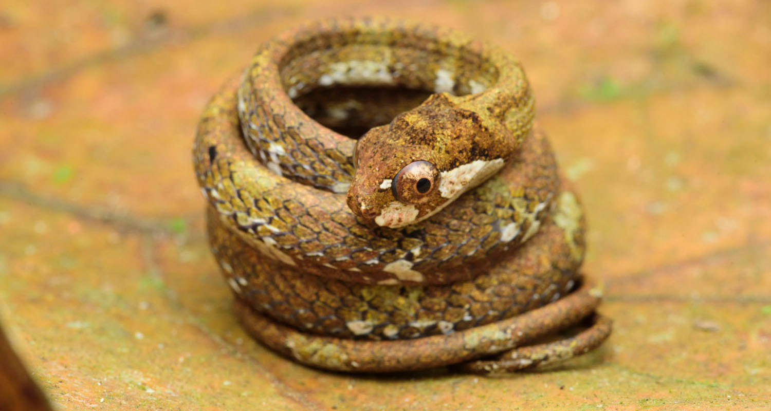 Blunt-headed slug snake (Aplopeltura boa).