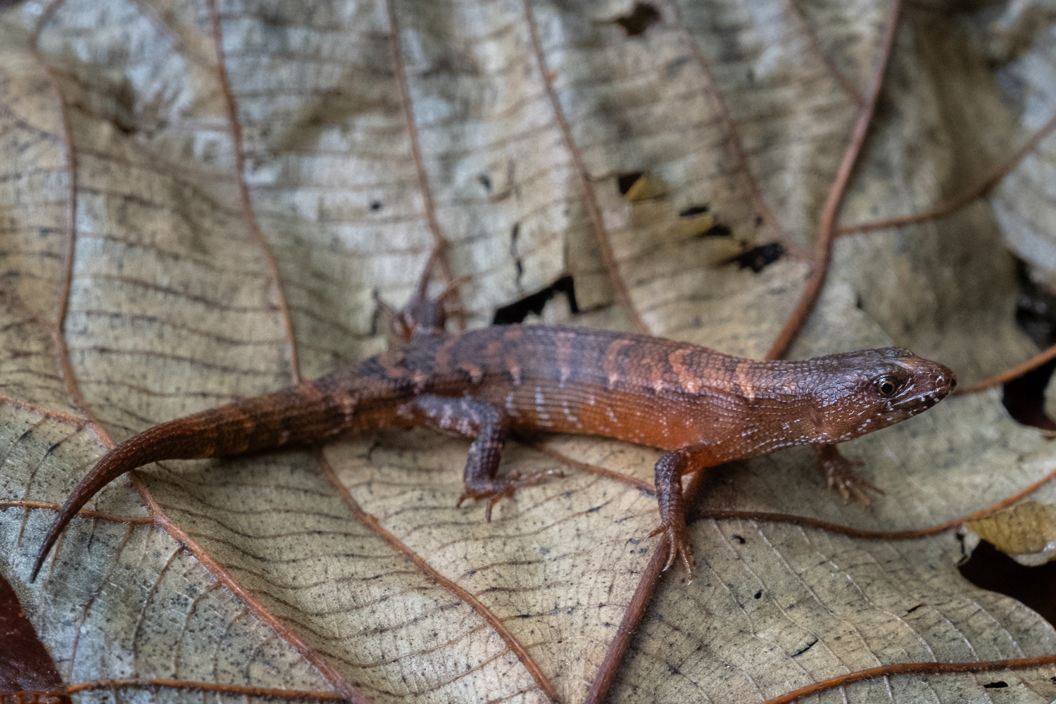 Thai stream skink (Tropidophorus thai).
