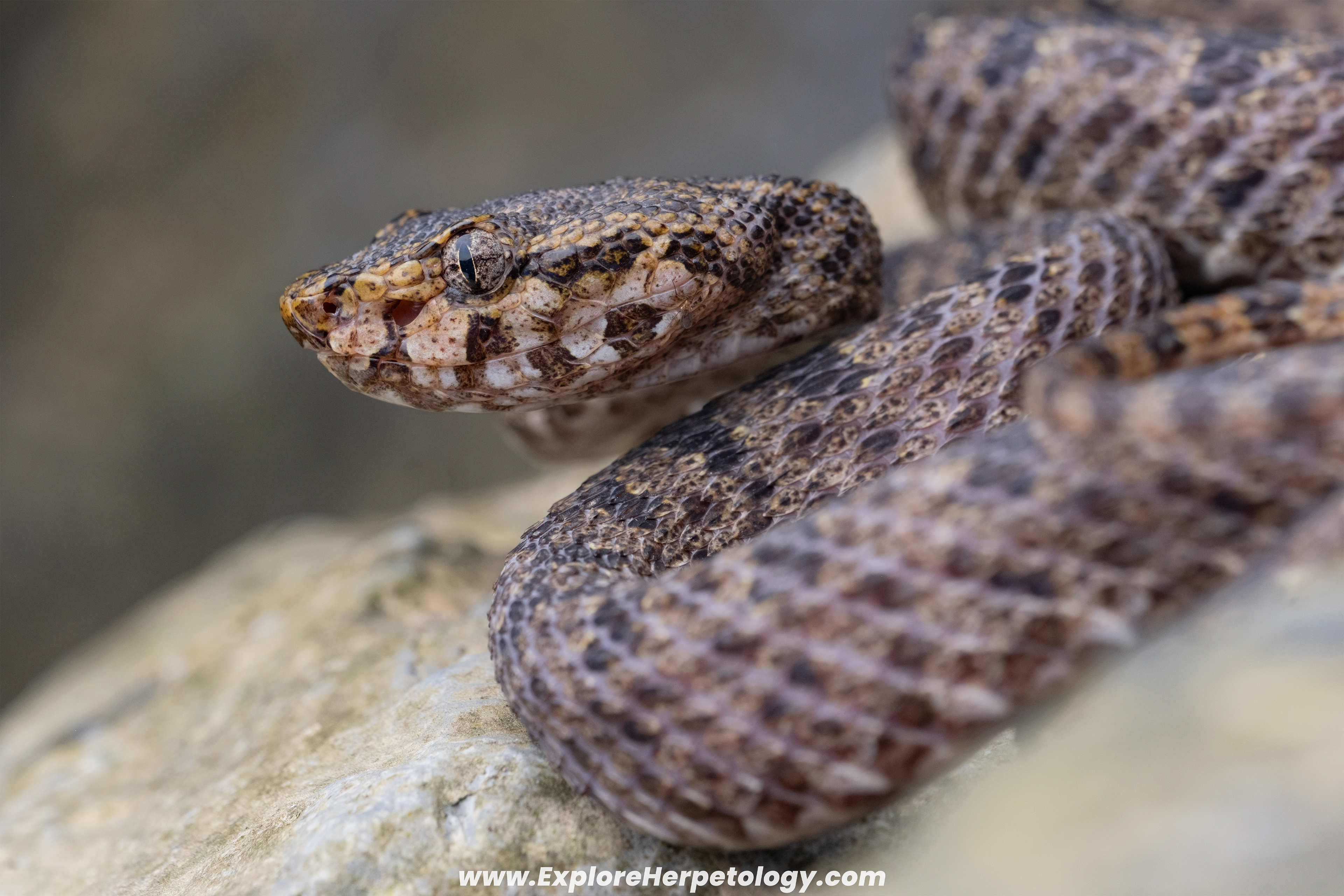 Vang Vieng lance-headed pit viper (Protobothrops flavirostris).