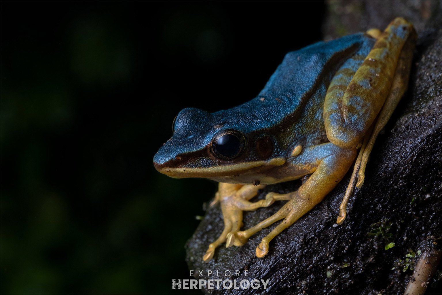 Blue poisonous rock frog (Odorrana hosii)