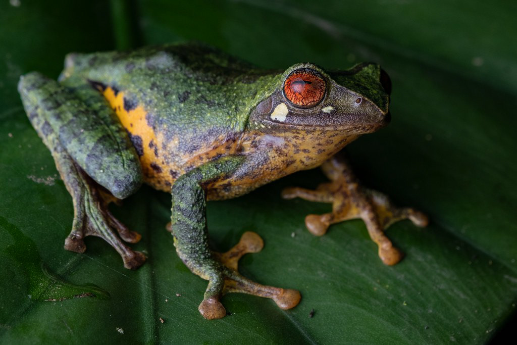 Sharp-nosed tree frog (Leptomantis angulirostris).