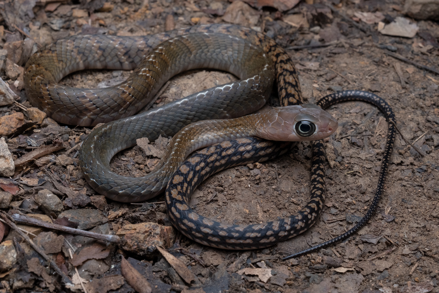 Keeled rat snake (Ptyas carinata).