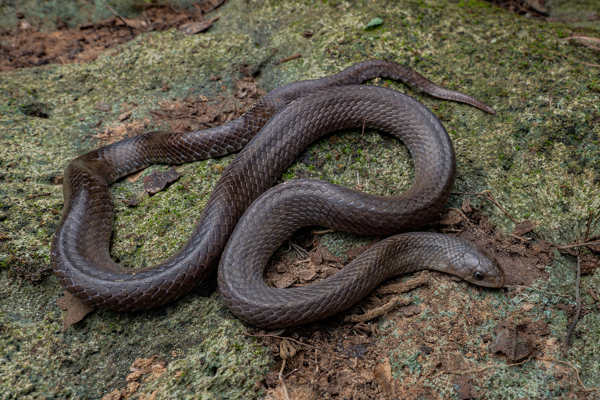 Cave-dwelling kukri snake (Oligodon cavernicolus)
