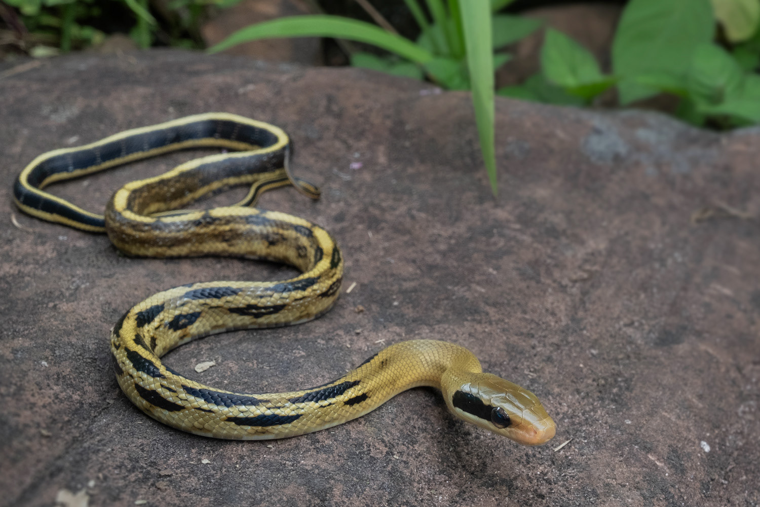 Yunnan beauty ratsnake (Elaphe taeniura yunnanensis).