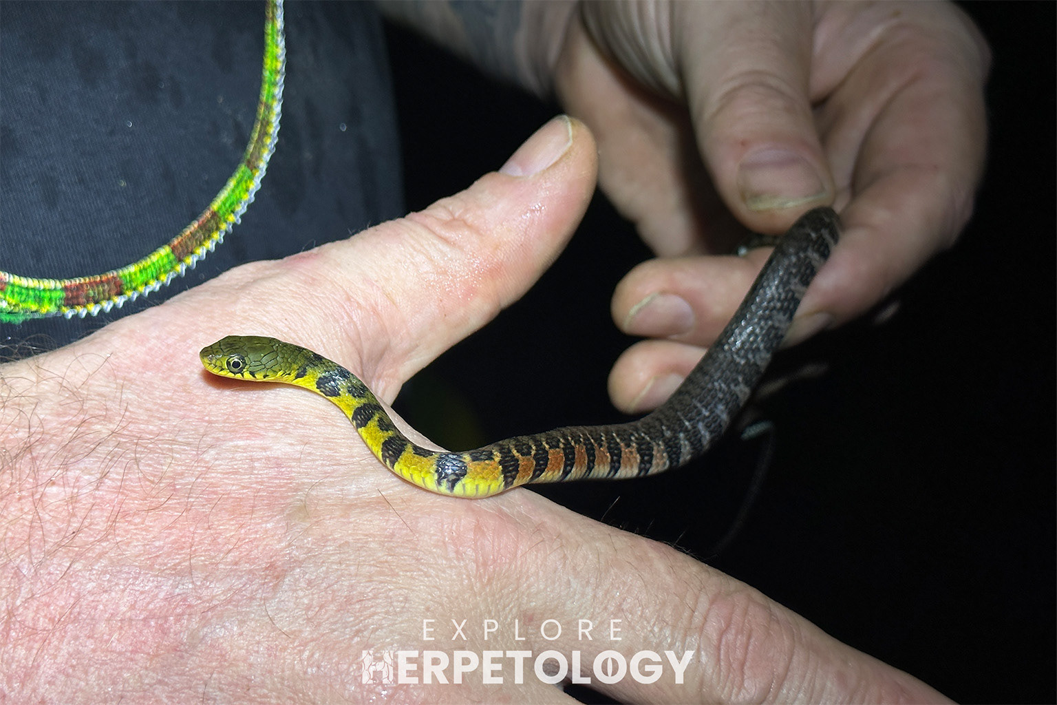 Triangle keelback (Xenochrophis trianguligerus).