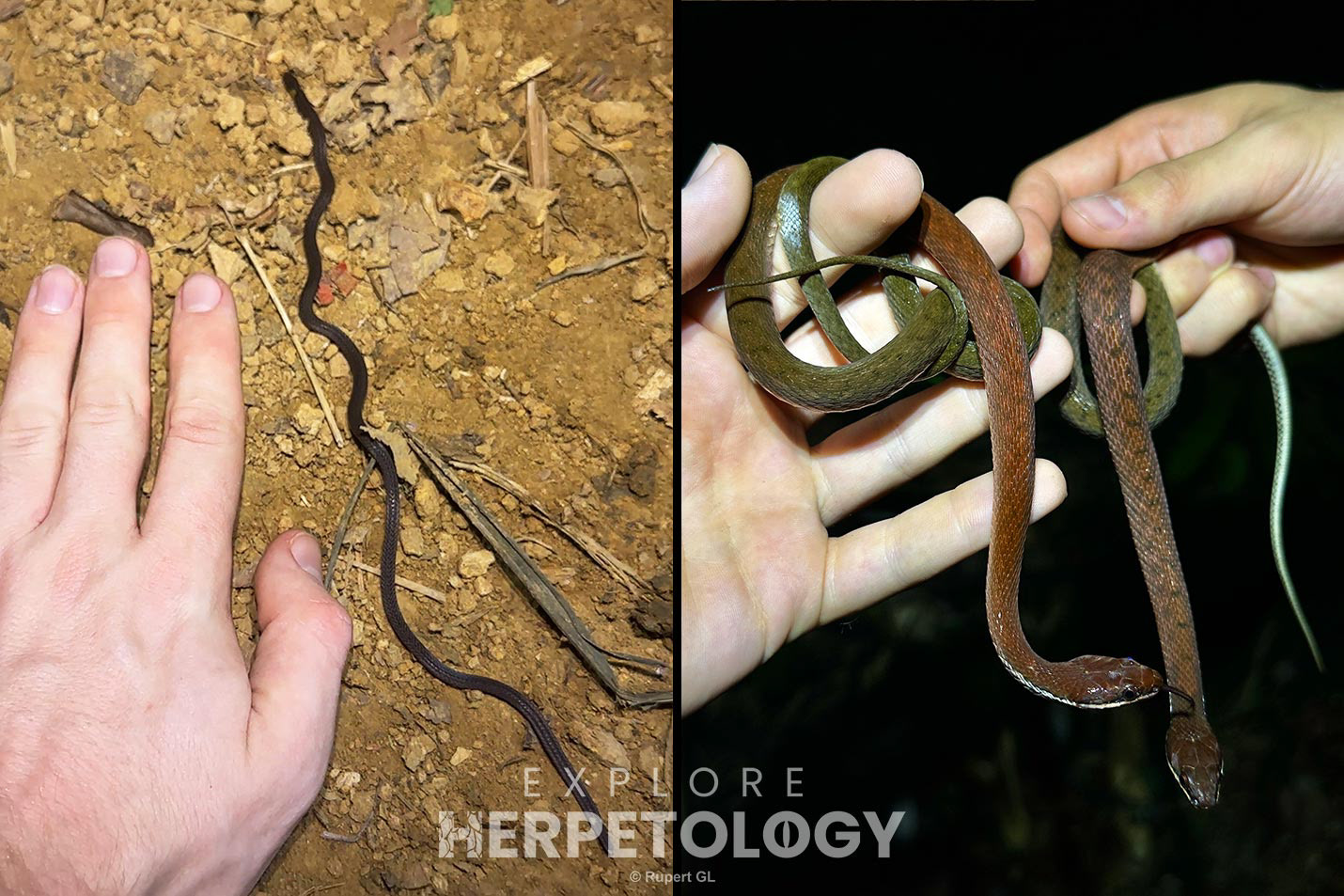 Left: Calamaria sp. Right: Rhabdophis lineatus.