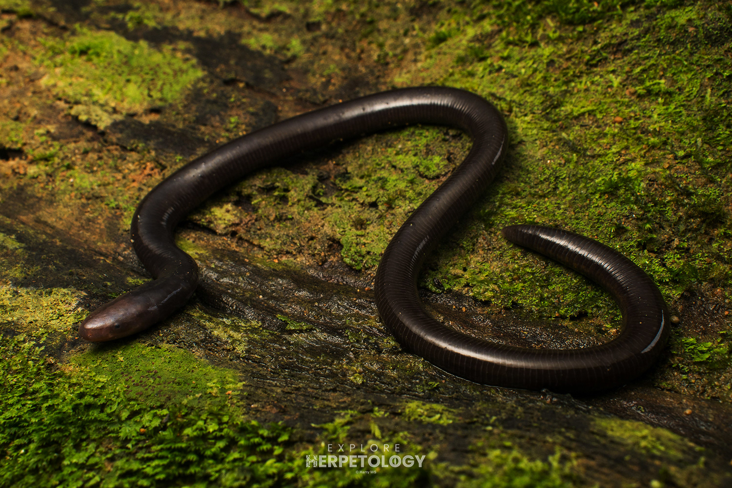 Ichthyophis cf. larutensis