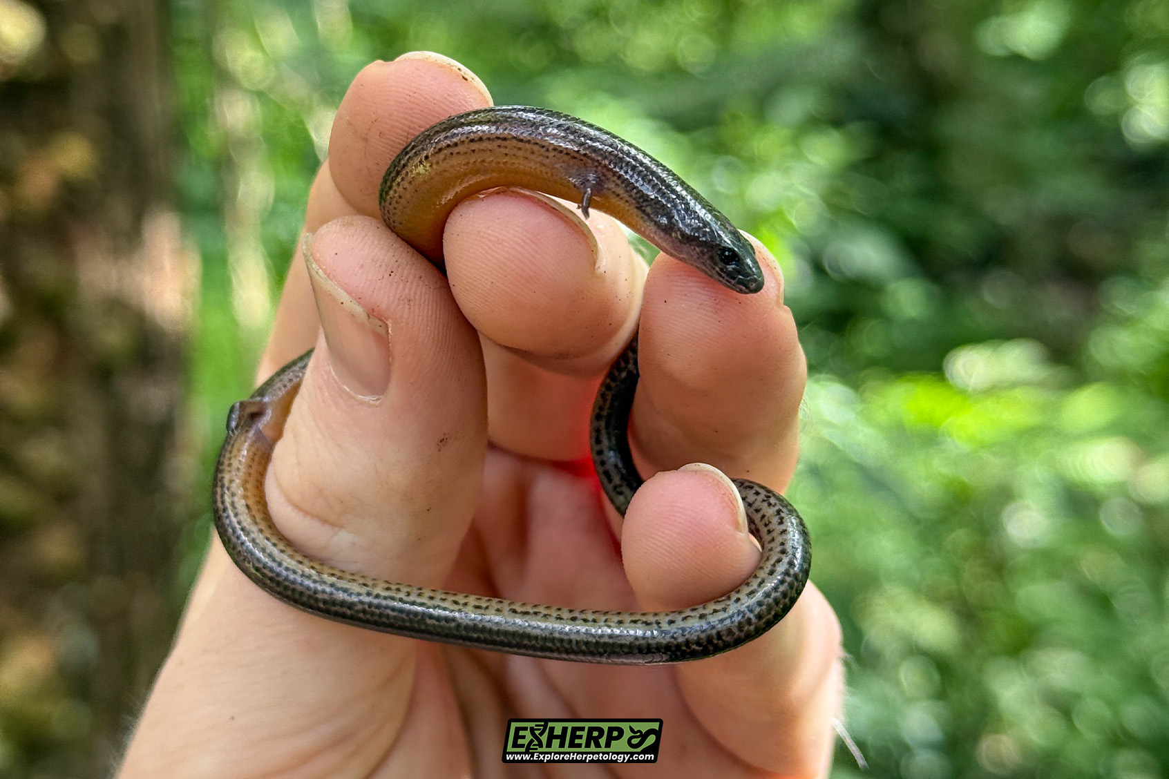Sumatran larut skink (Larutia sumatrensis).