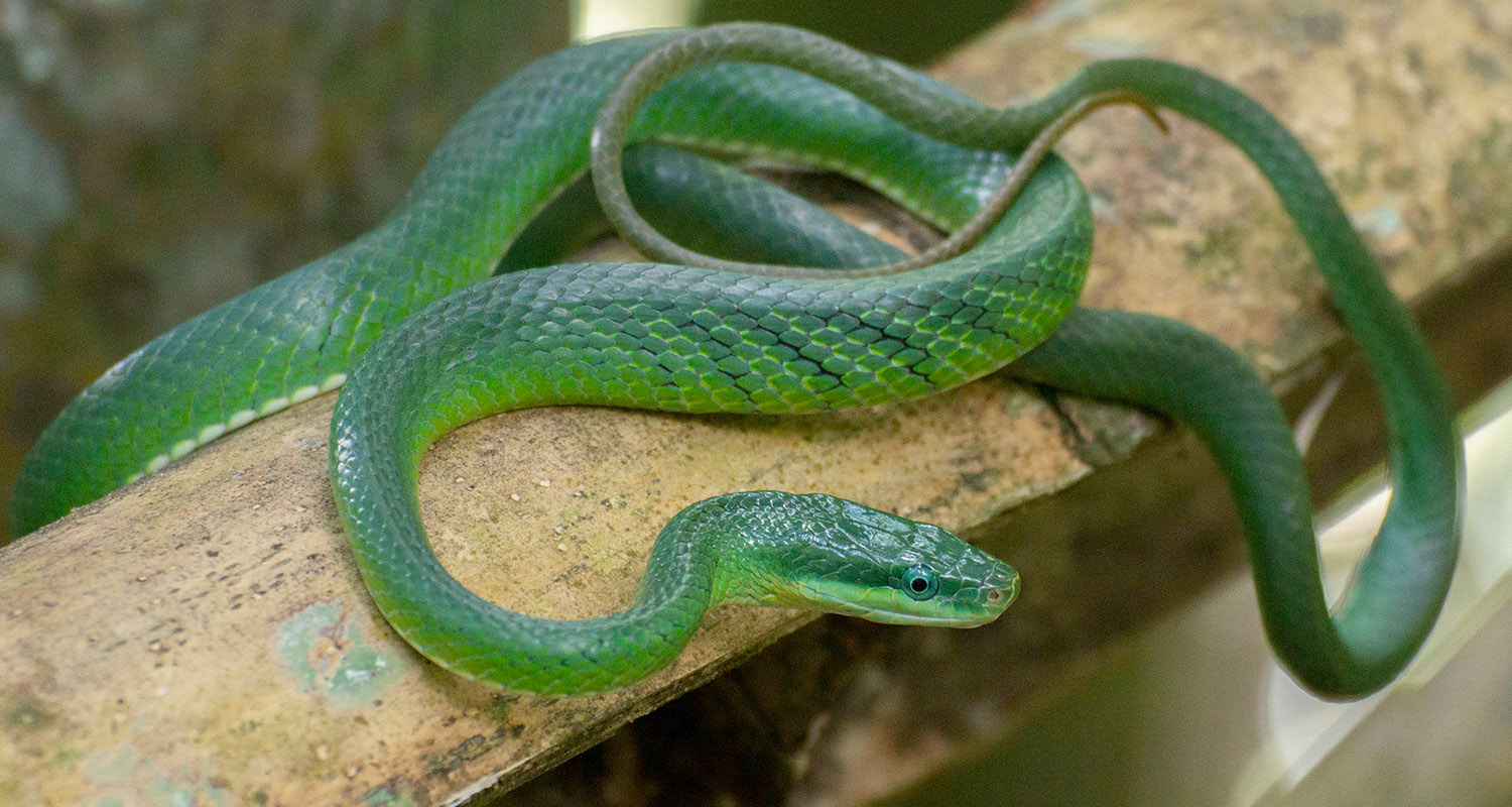 Blue-eyed bamboo ratsnake (Gonyosoma coeruleum).