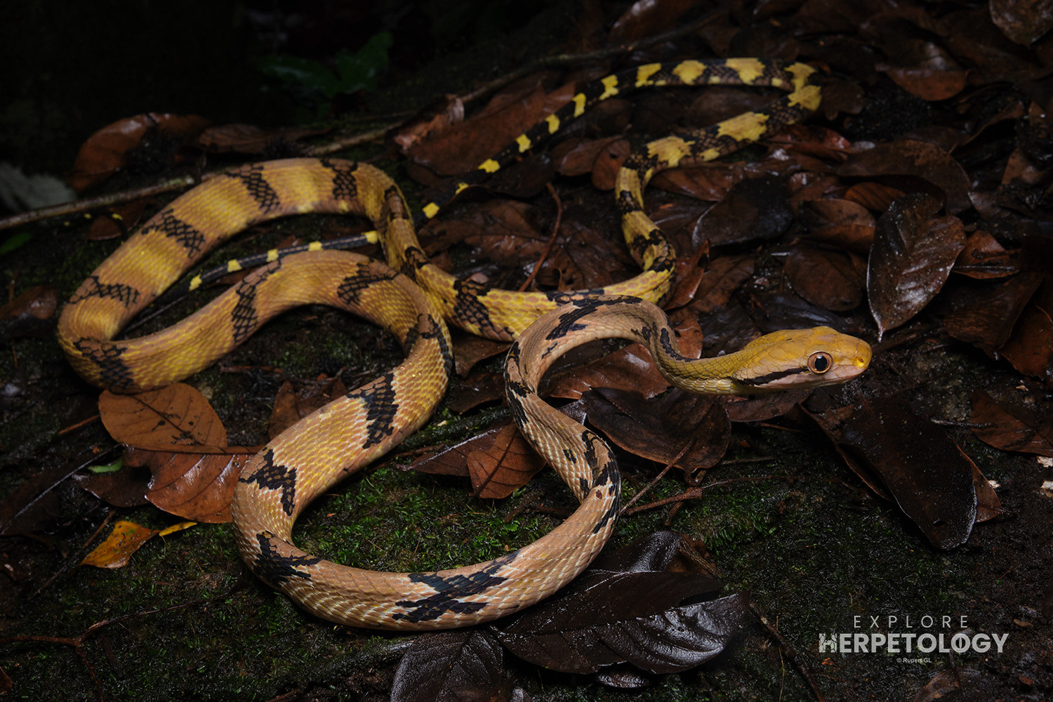 Dog-toothed cat snake (Ptyas fusca)